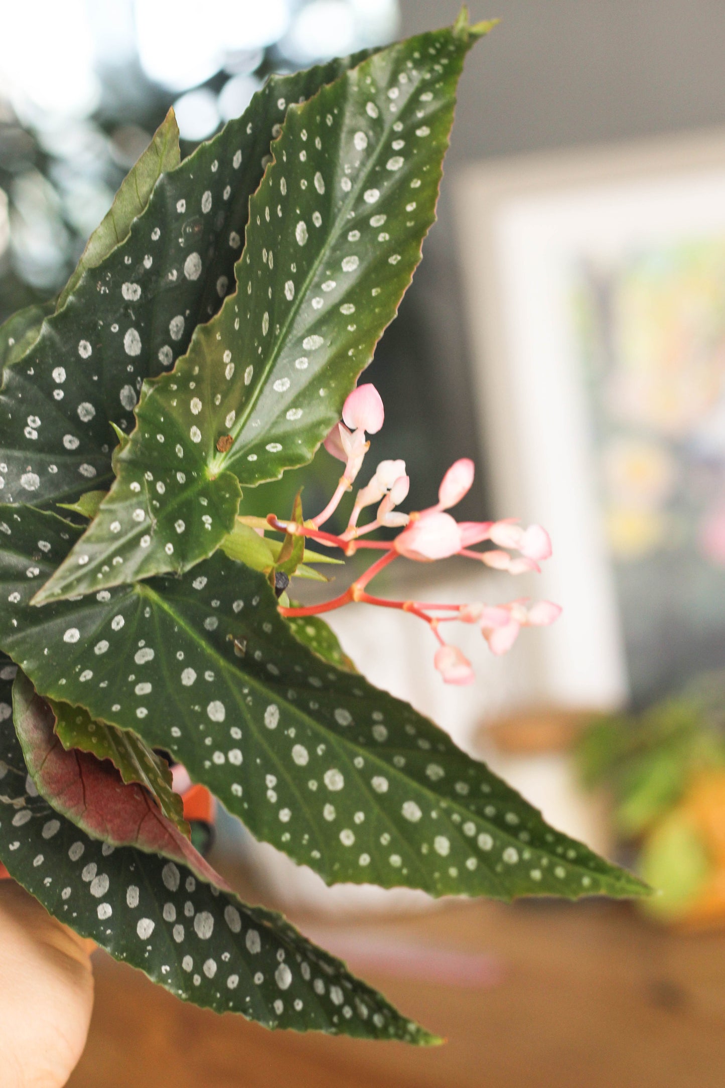 Begonia Silver Spot