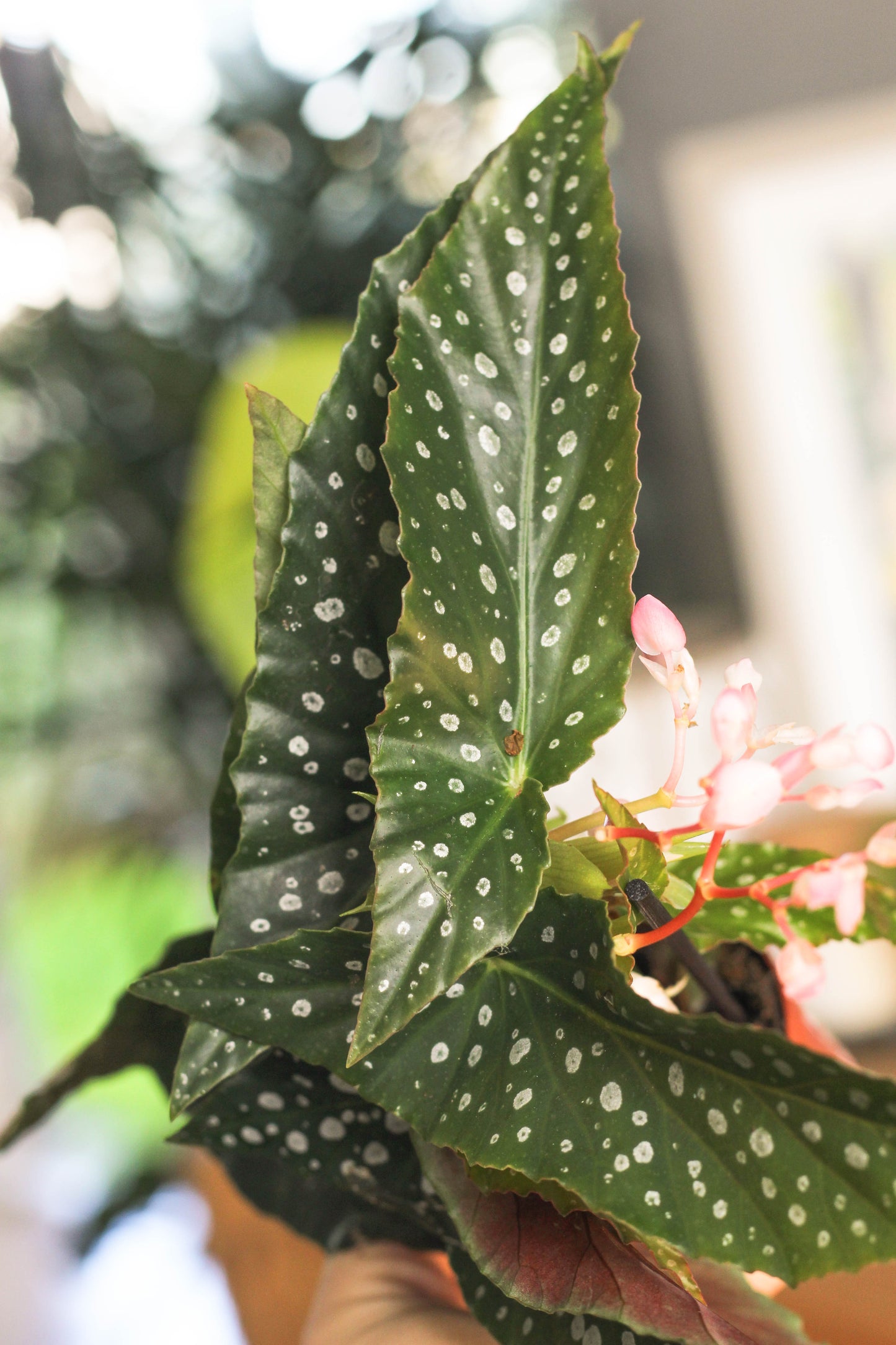 Begonia Silver Spot