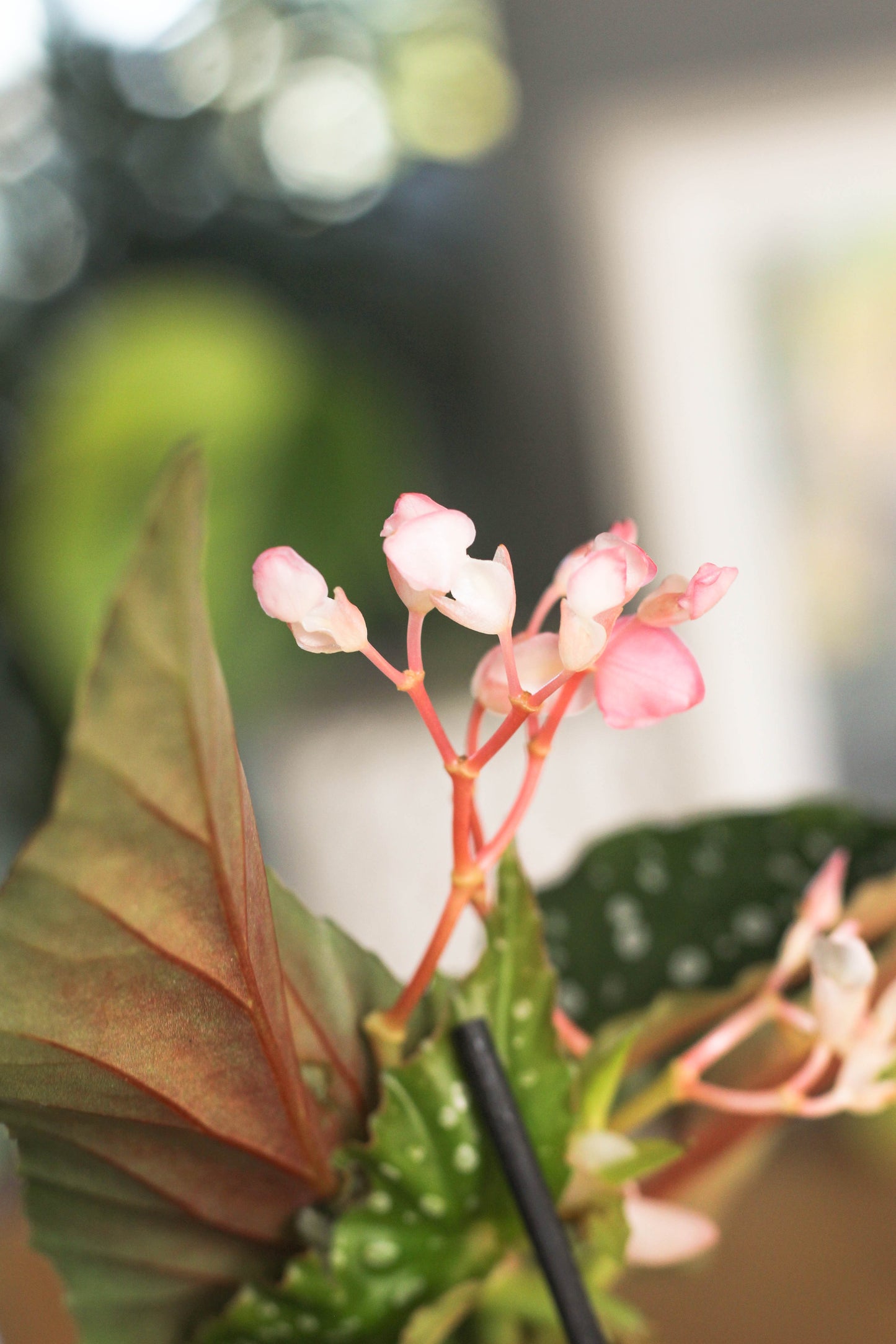 Begonia Silver Spot