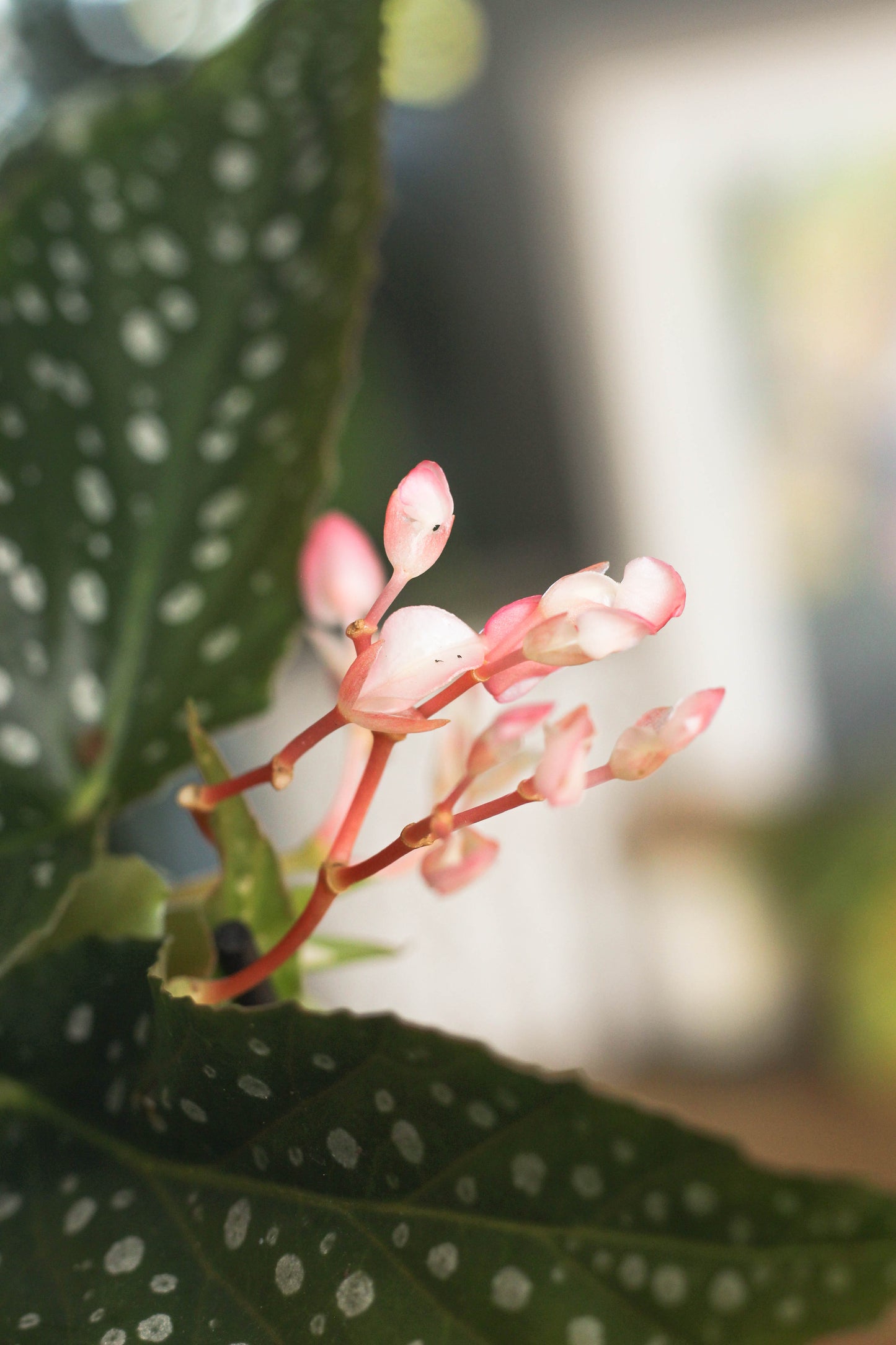 Begonia Silver Spot