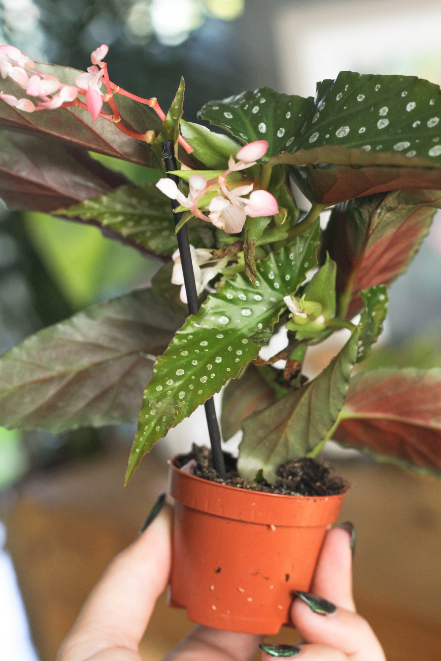Begonia Silver Spot
