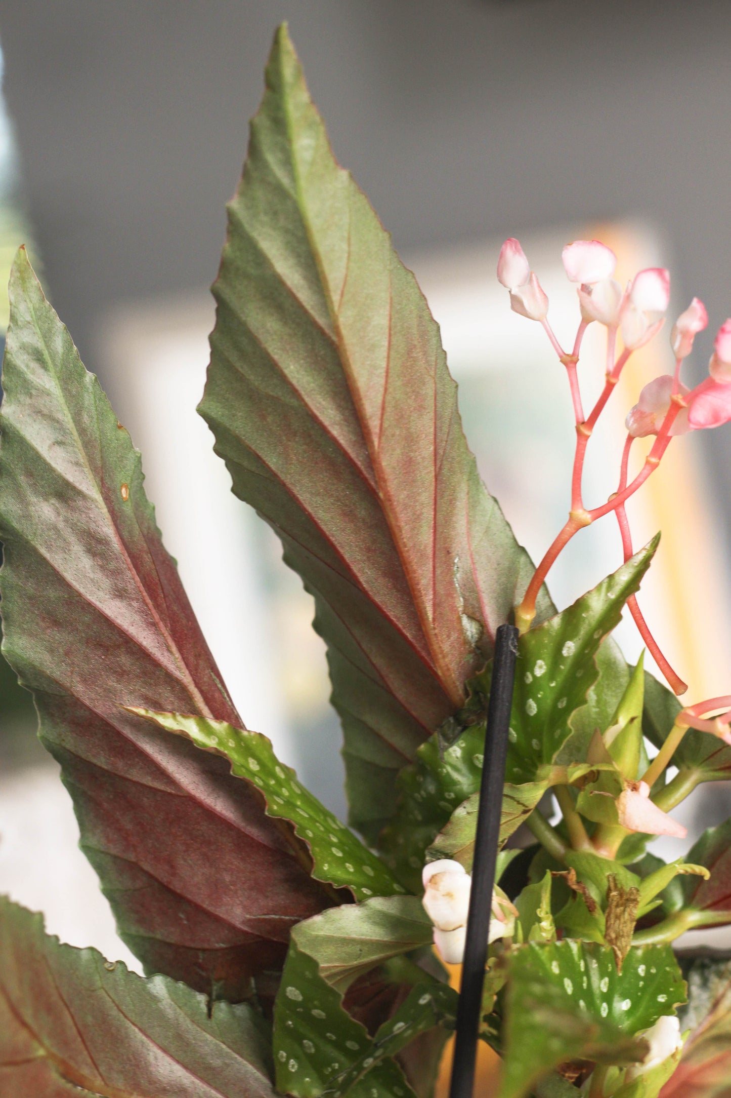 Begonia Silver Spot