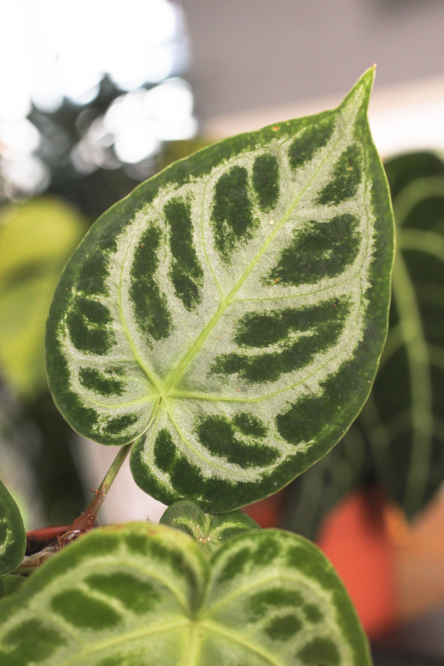 Anthurium Silverblush