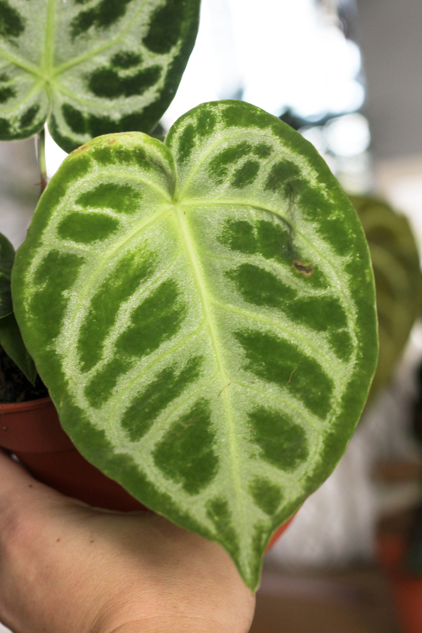 Anthurium Silverblush