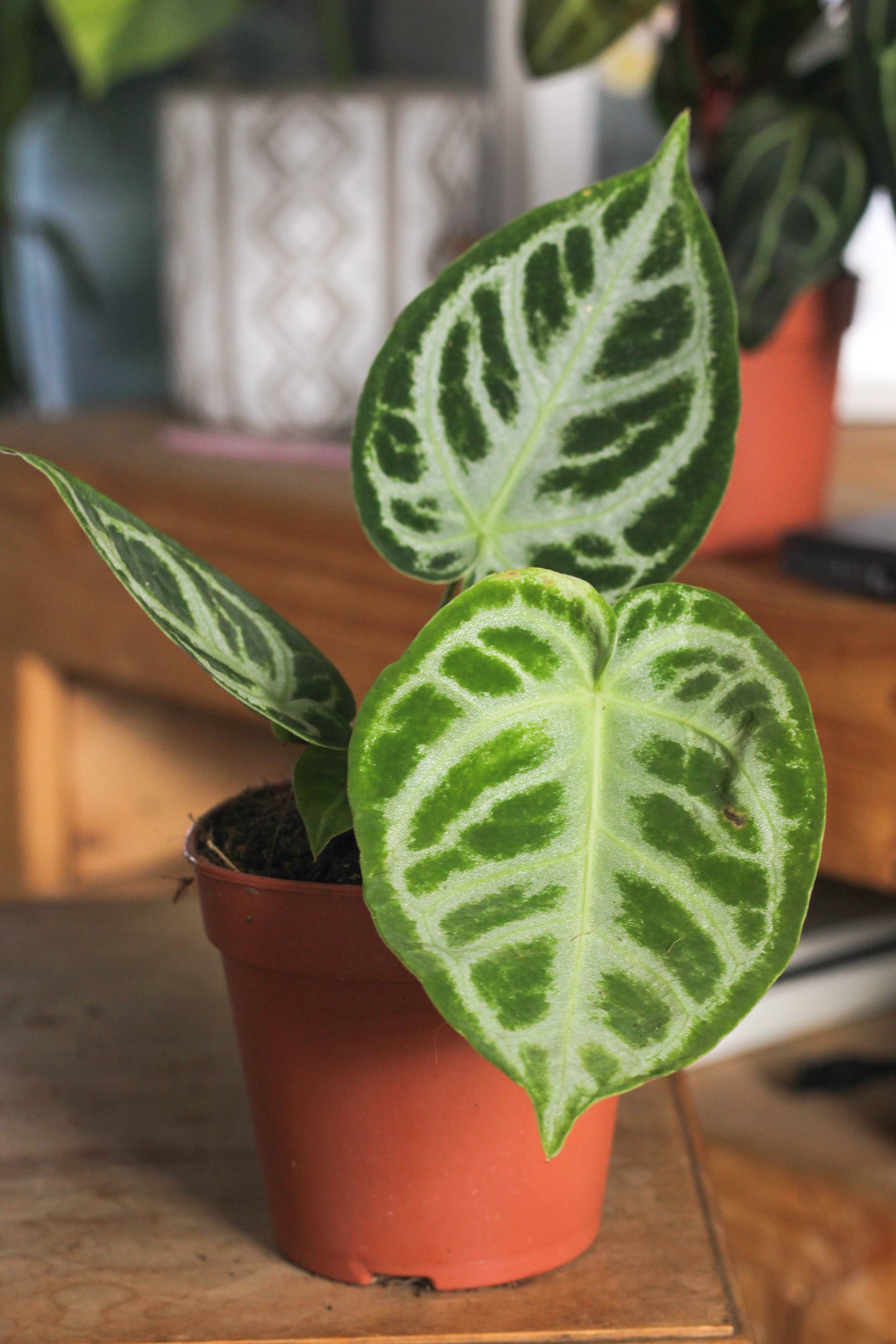 Anthurium Silverblush