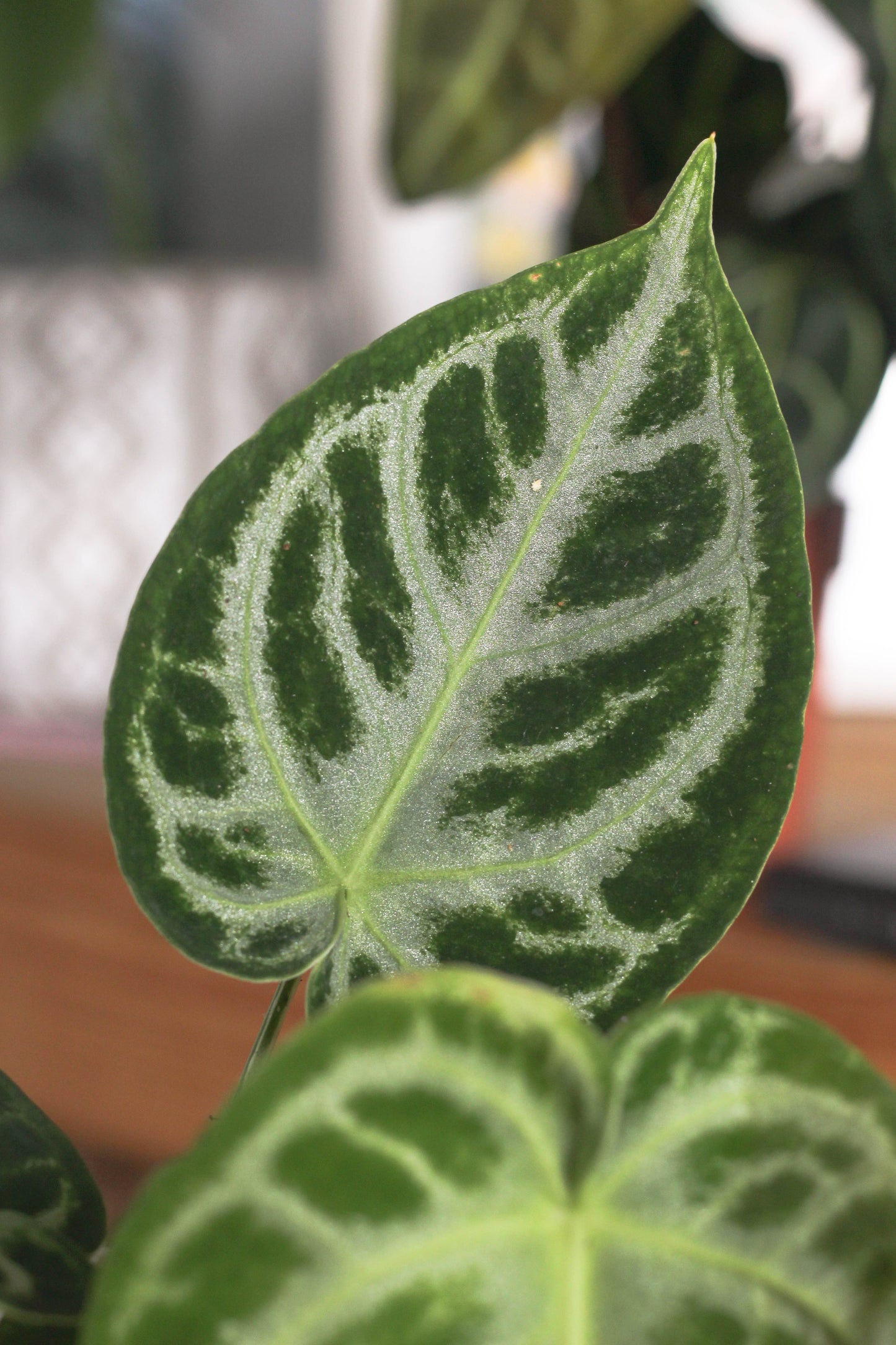 Anthurium Silverblush