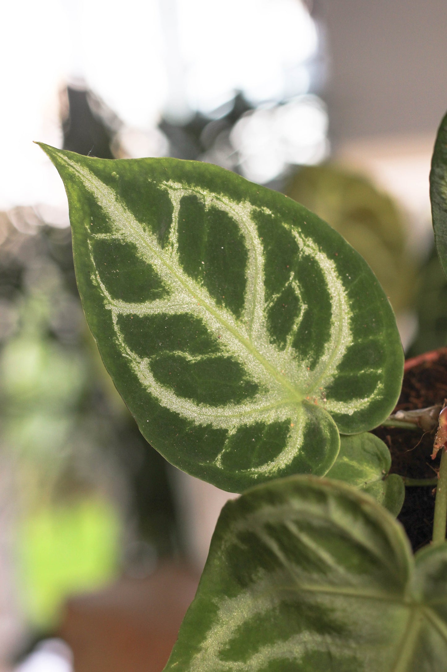 Anthurium Silverblush