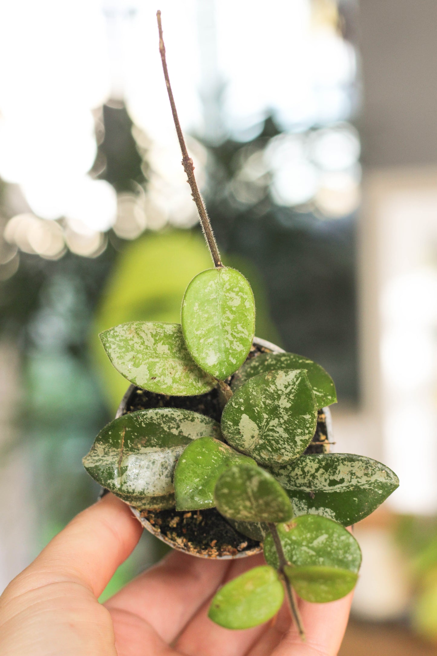 Hoya Matilde Splash