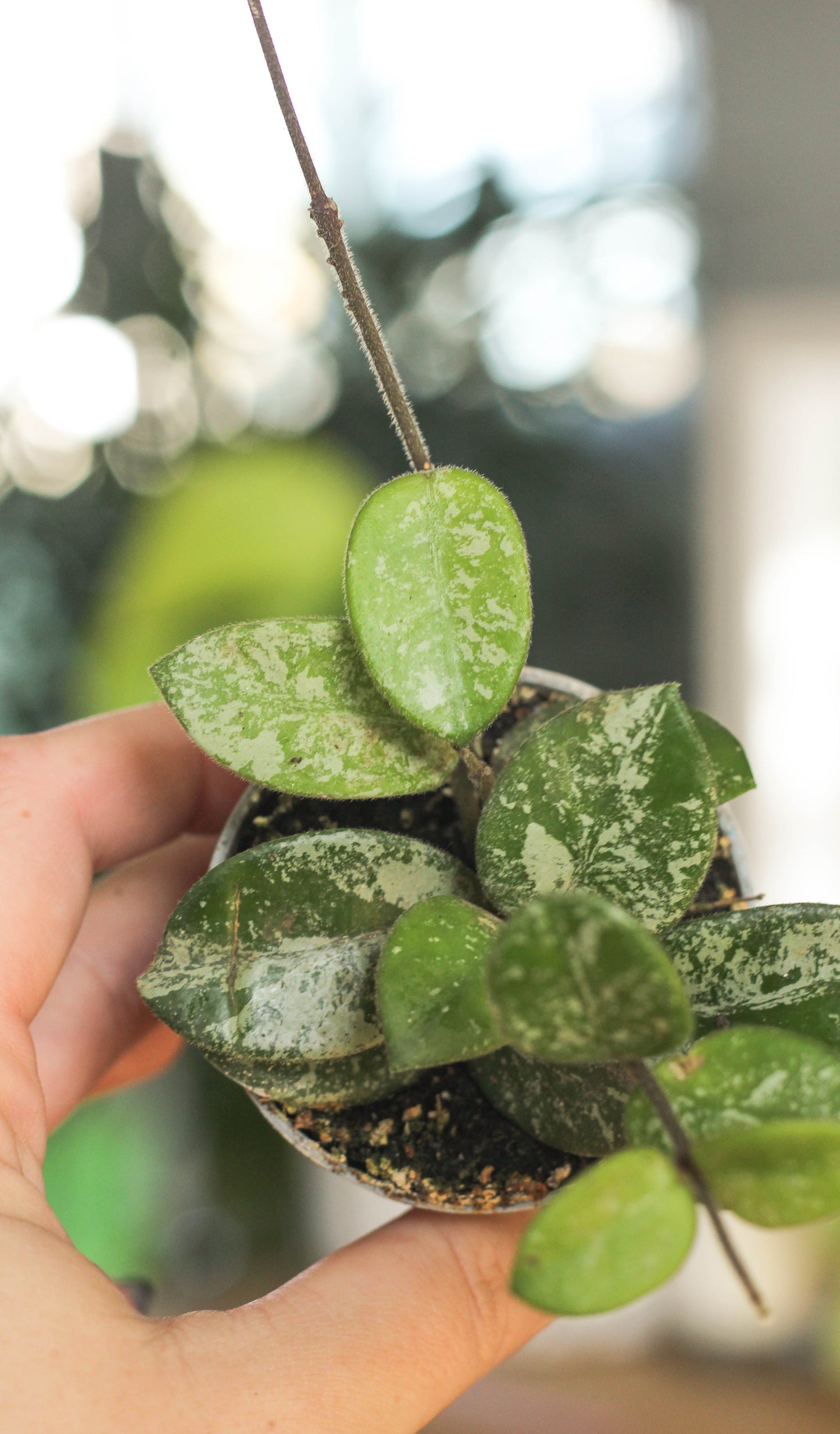 Hoya Matilde Splash