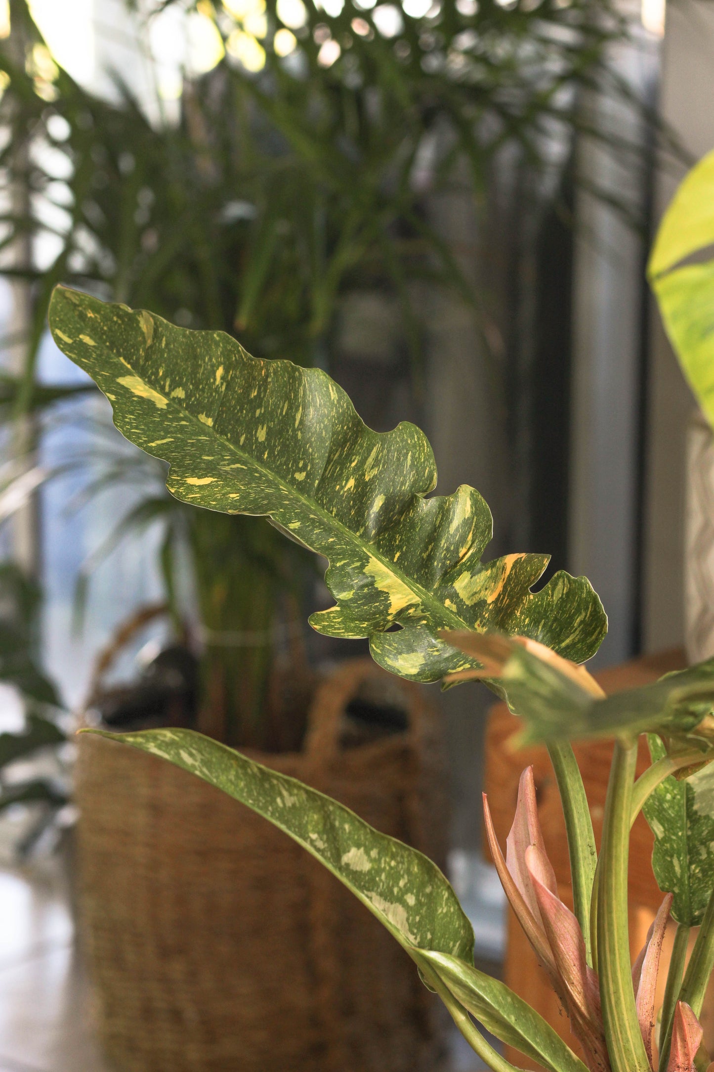 Philodendron Ring Of Fire