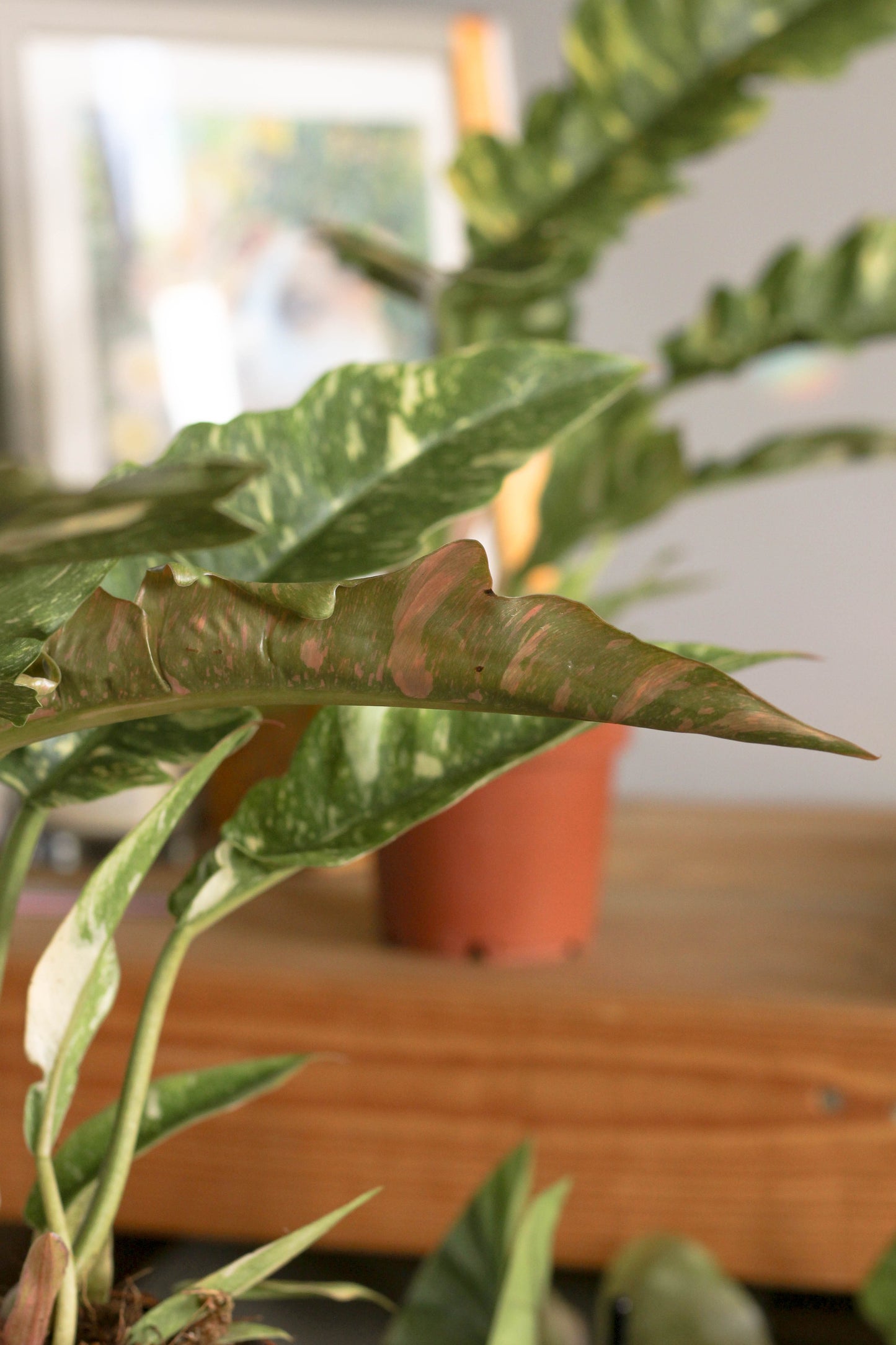 Philodendron Ring Of Fire