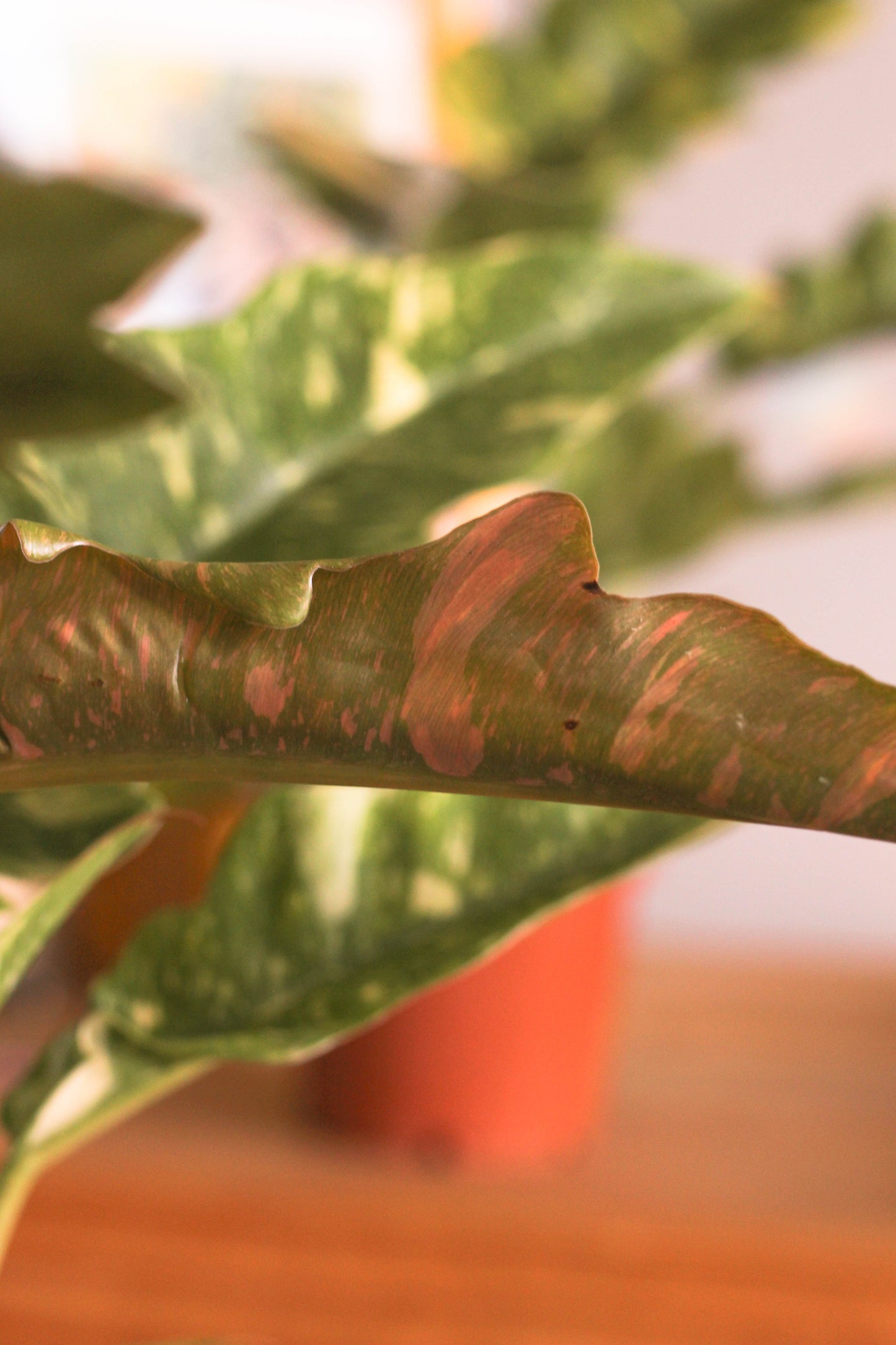 Philodendron Ring Of Fire