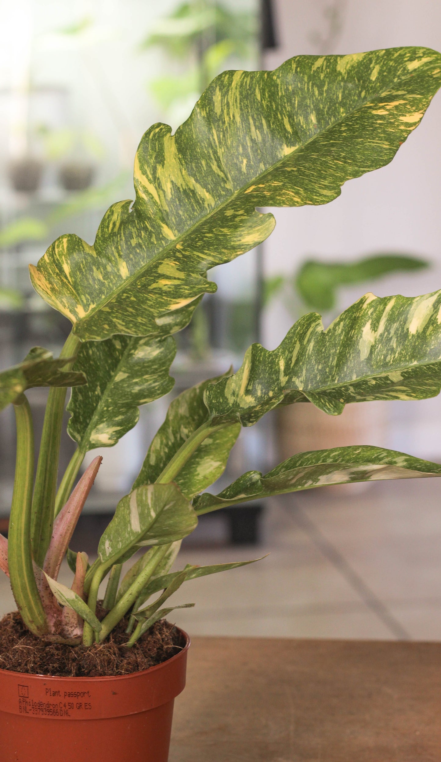 Philodendron Ring Of Fire