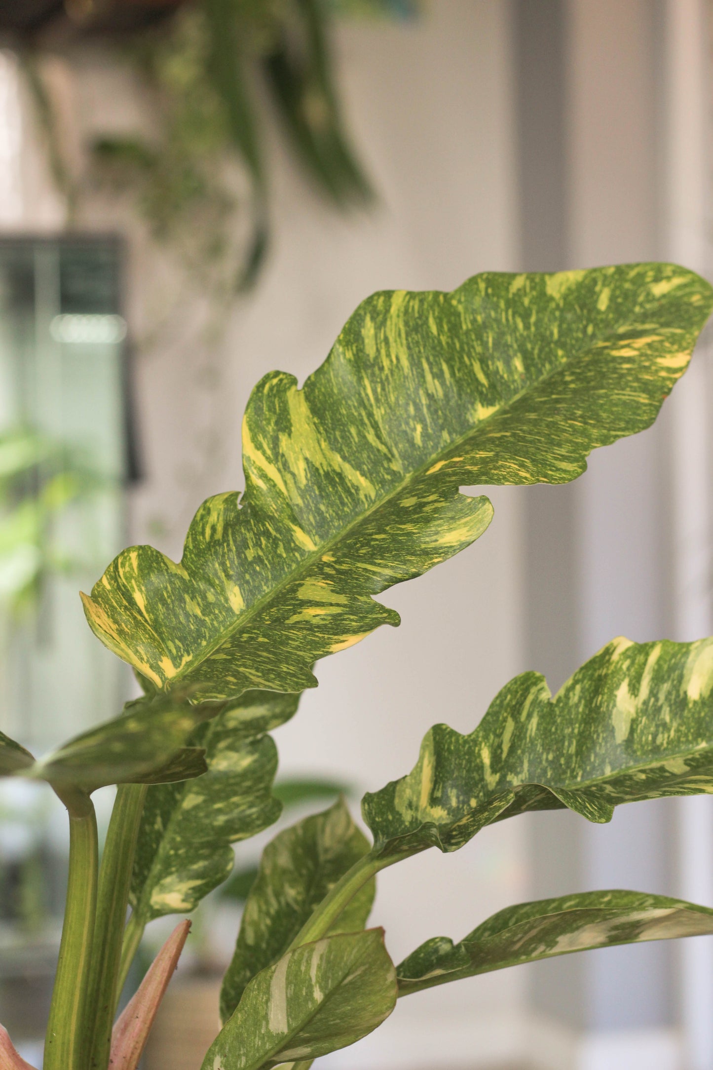 Philodendron Ring Of Fire