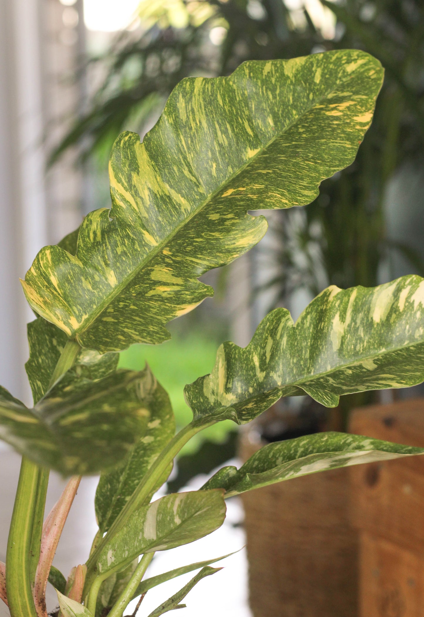 Philodendron Ring Of Fire