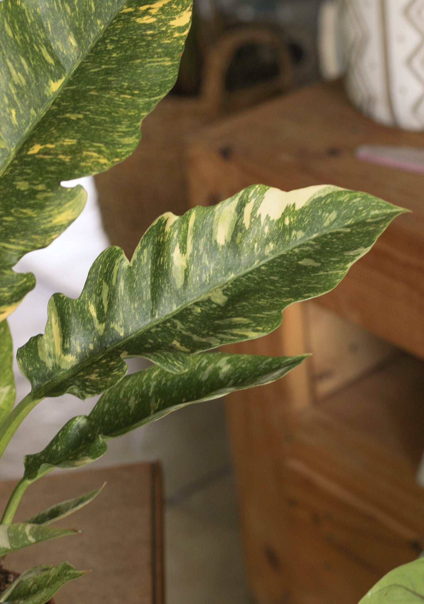Philodendron Ring Of Fire