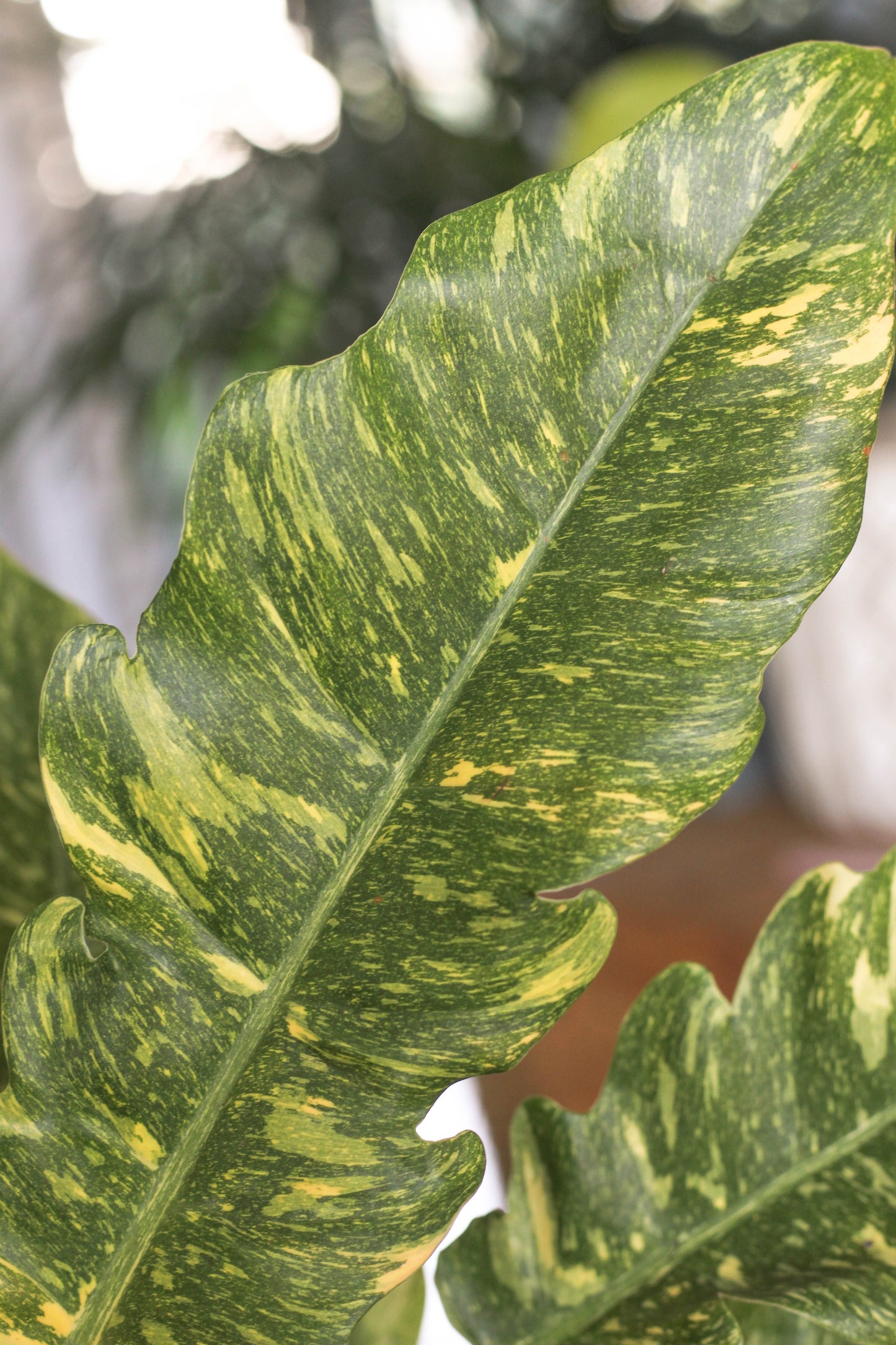 Philodendron Ring Of Fire