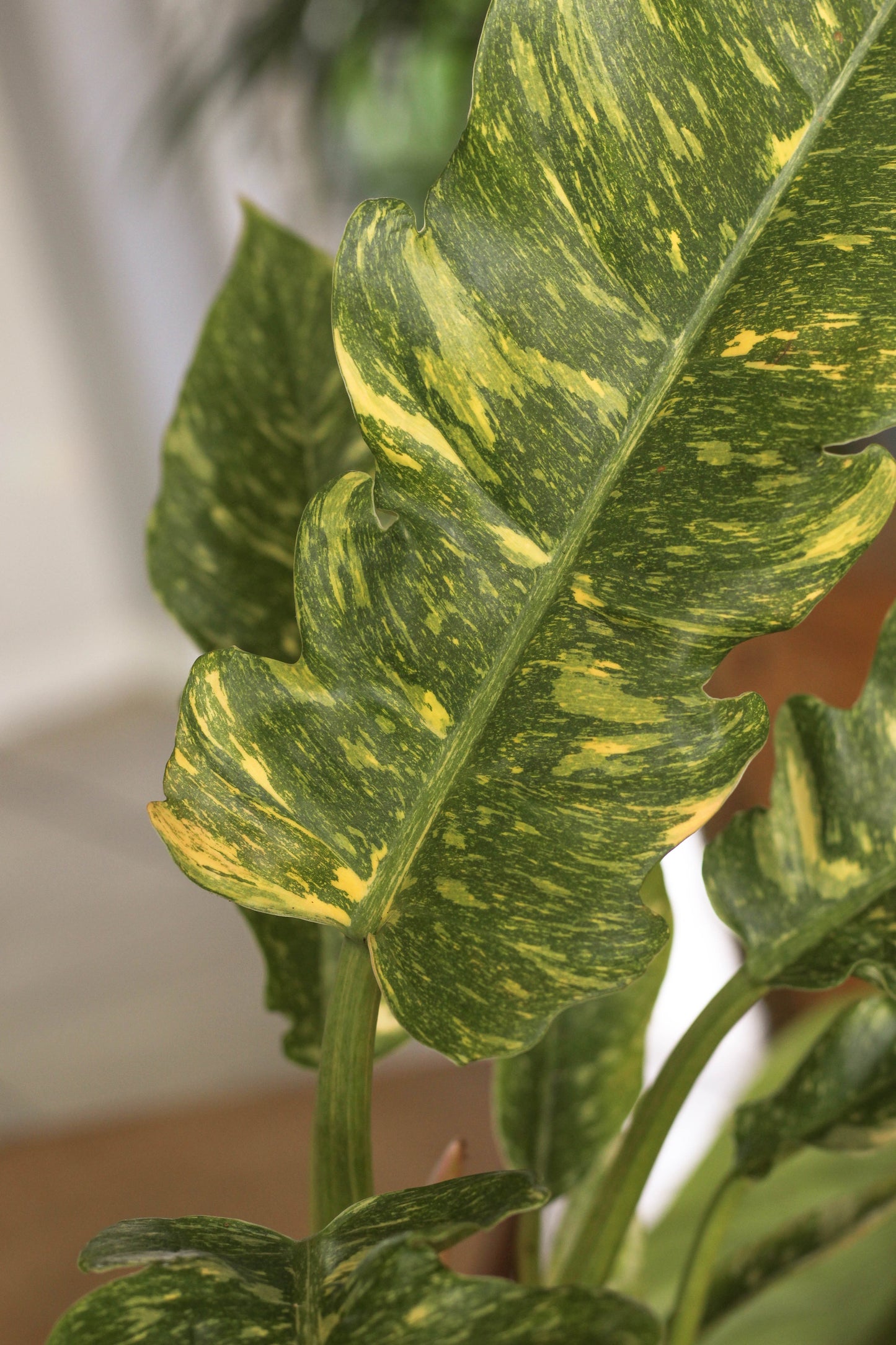 Philodendron Ring Of Fire