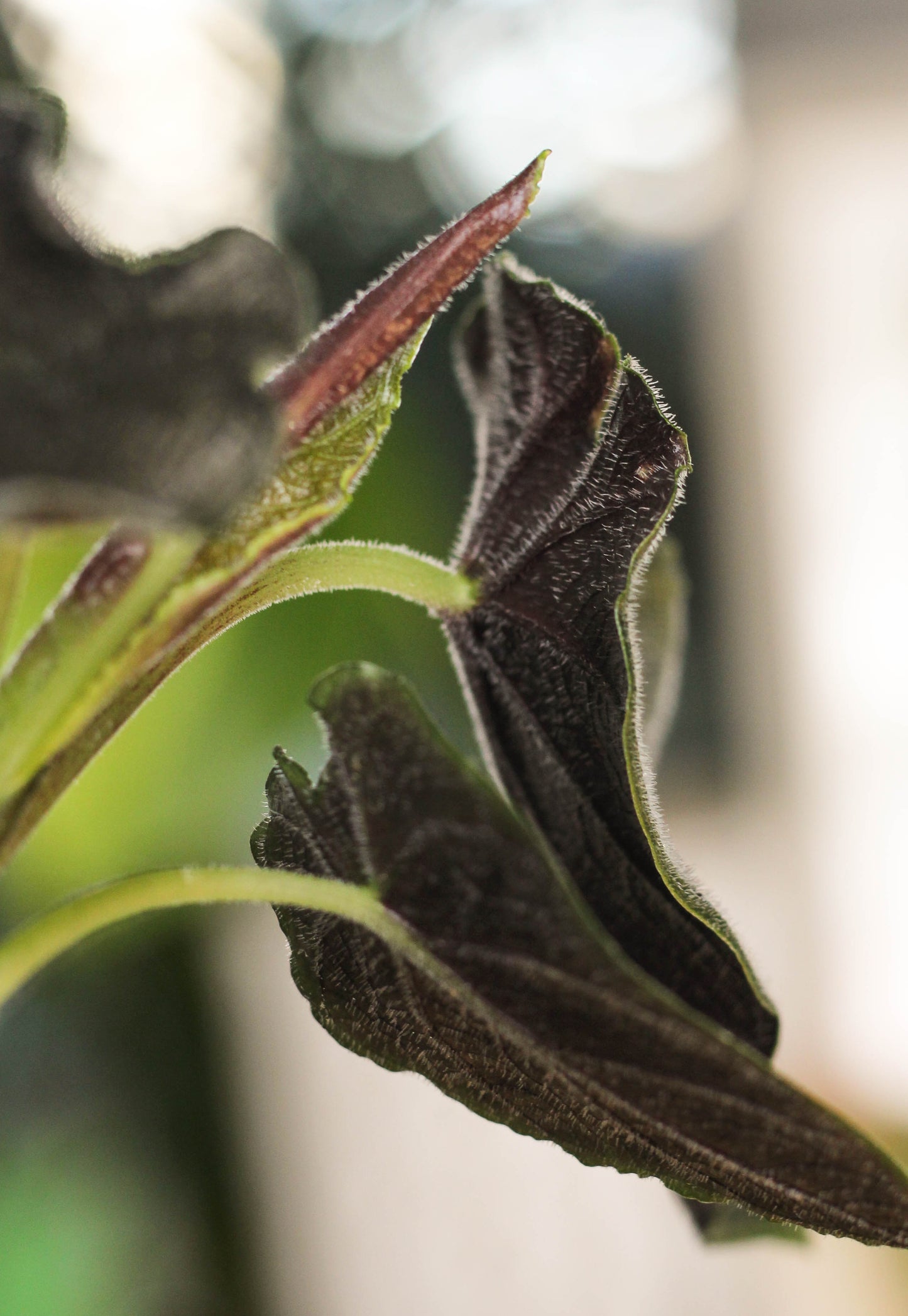 Alocasia Antorro Velvet.