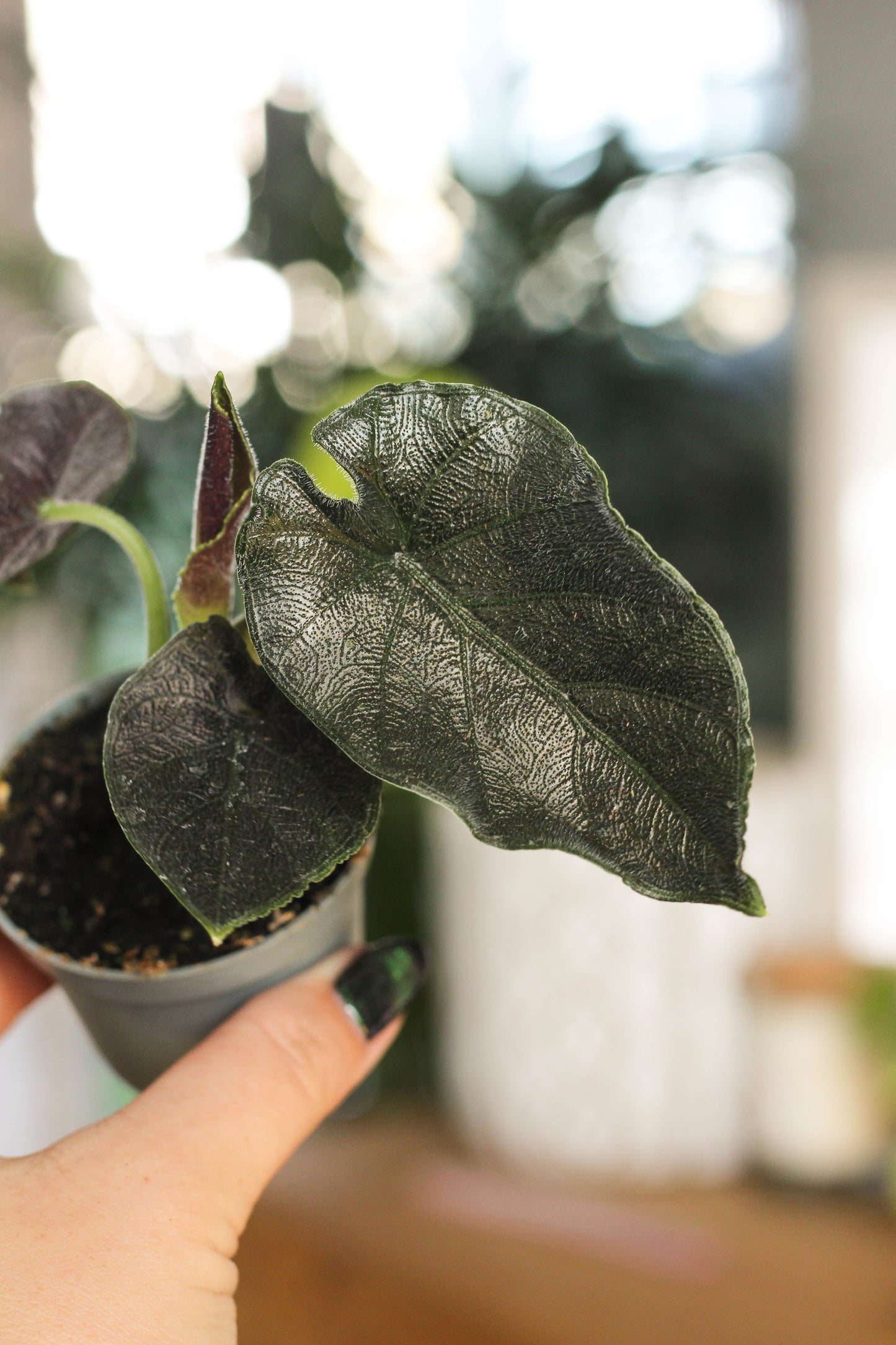 Alocasia Antorro Velvet.