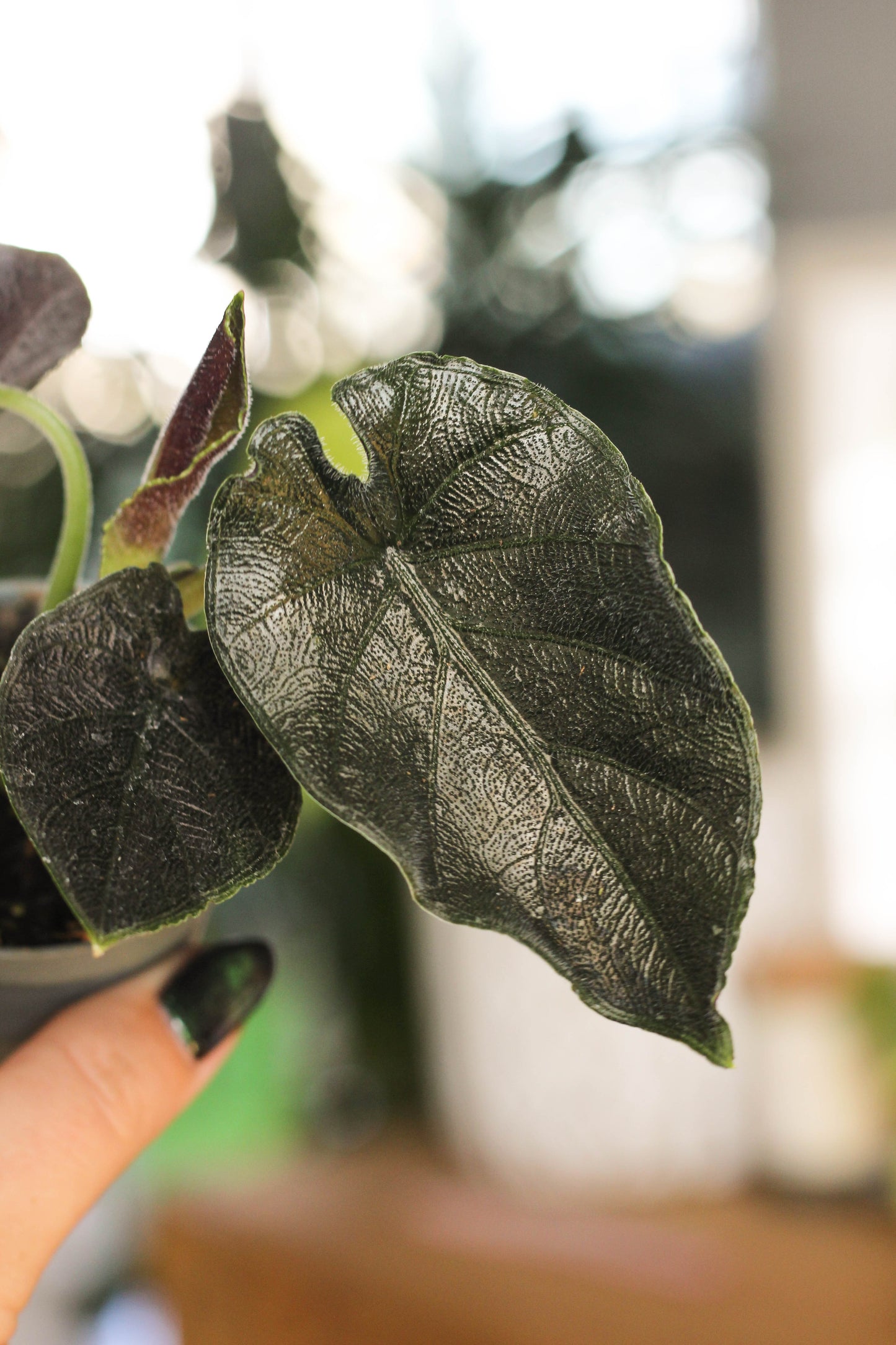 Alocasia Antorro Velvet.