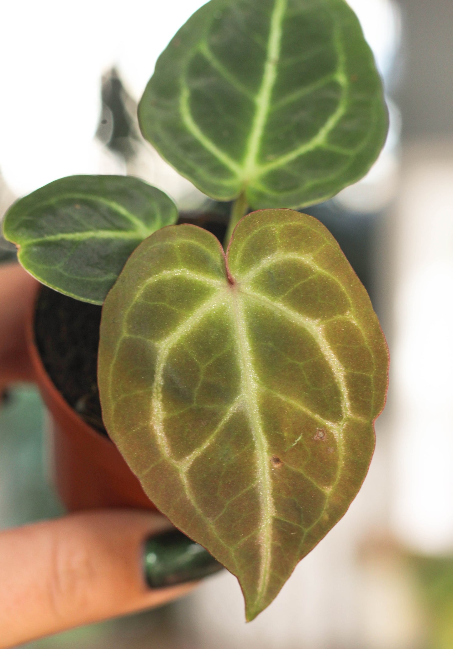 Anthurium Silverblush Mini