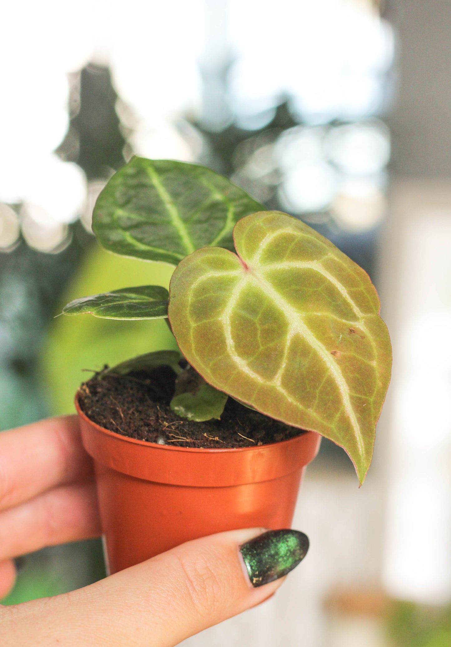 Anthurium Silverblush Mini