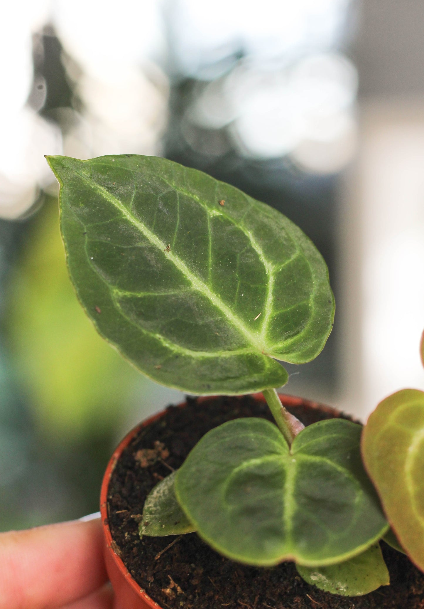 Anthurium Silverblush Mini