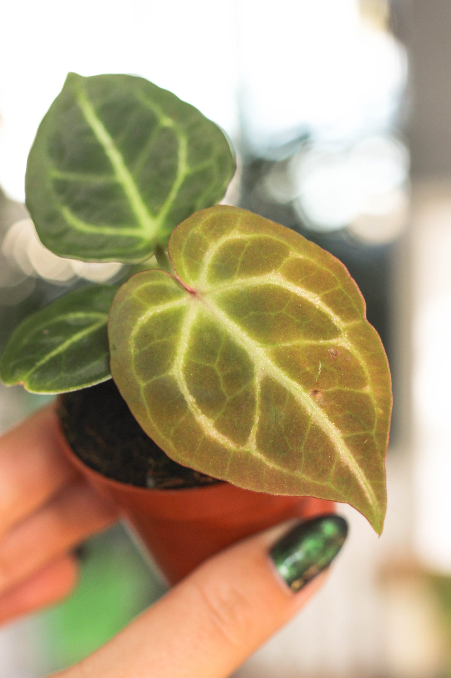Anthurium Silverblush Mini