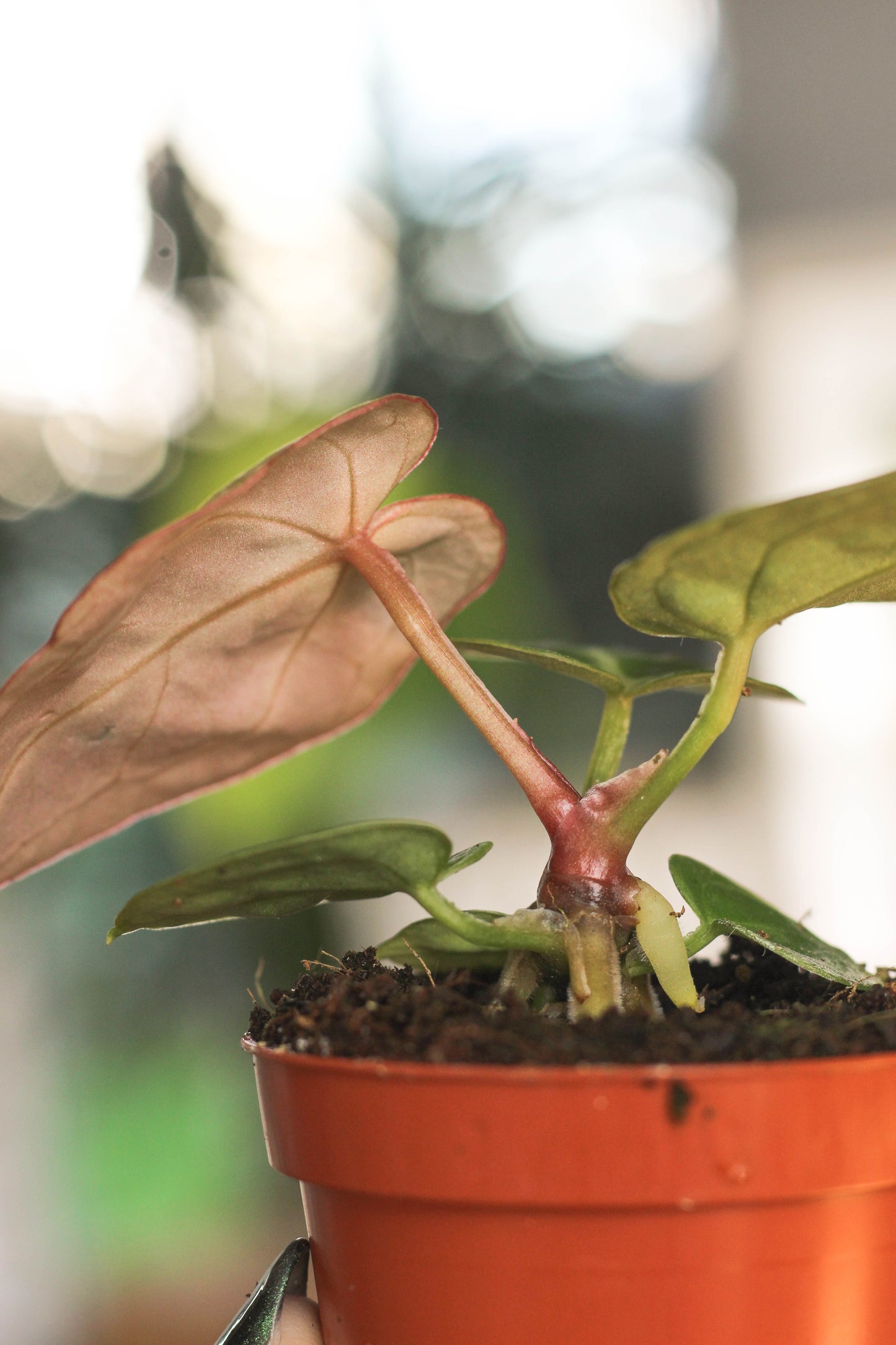 Anthurium Silverblush Mini