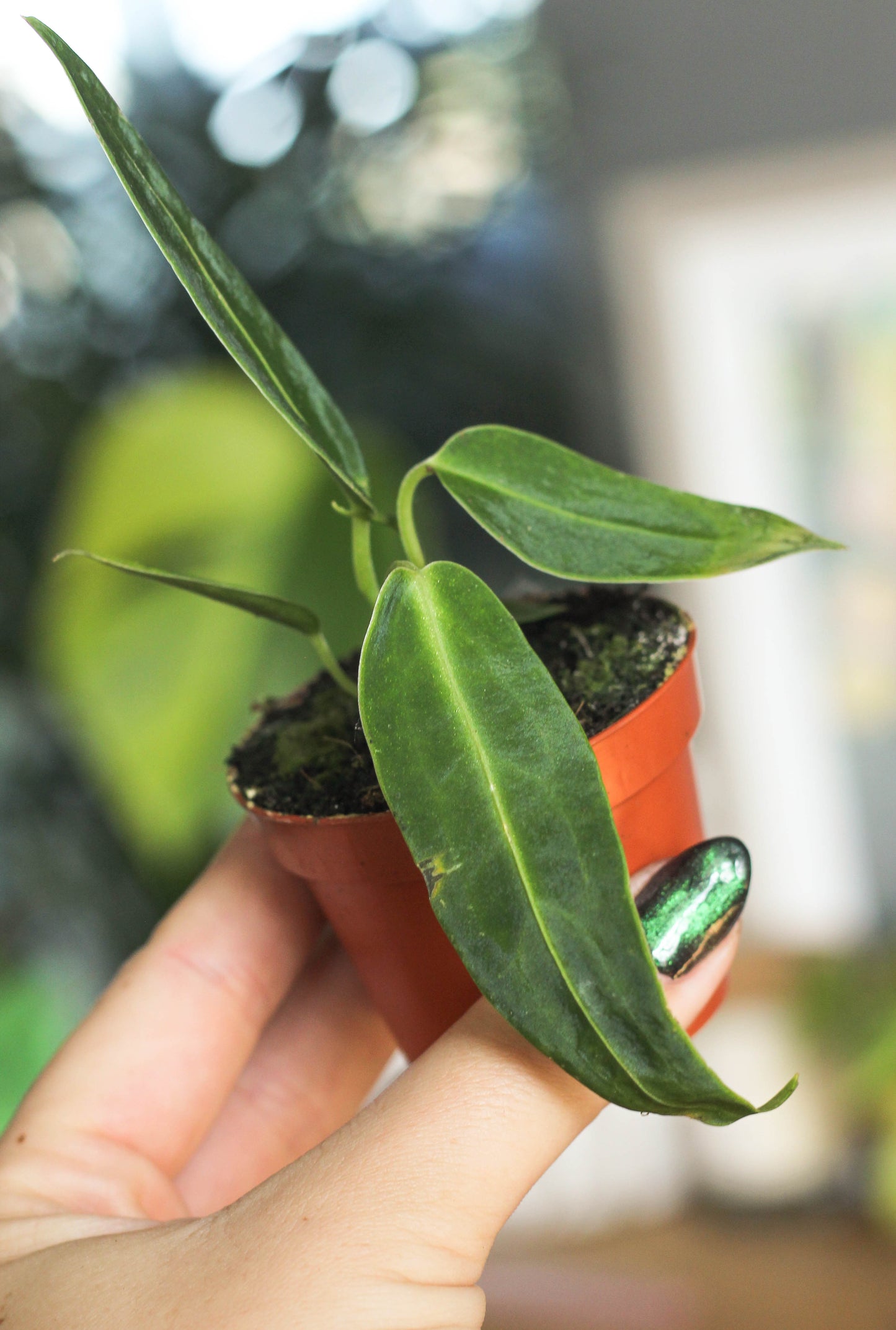 Anthurium Warocqueanum 6cm Pot