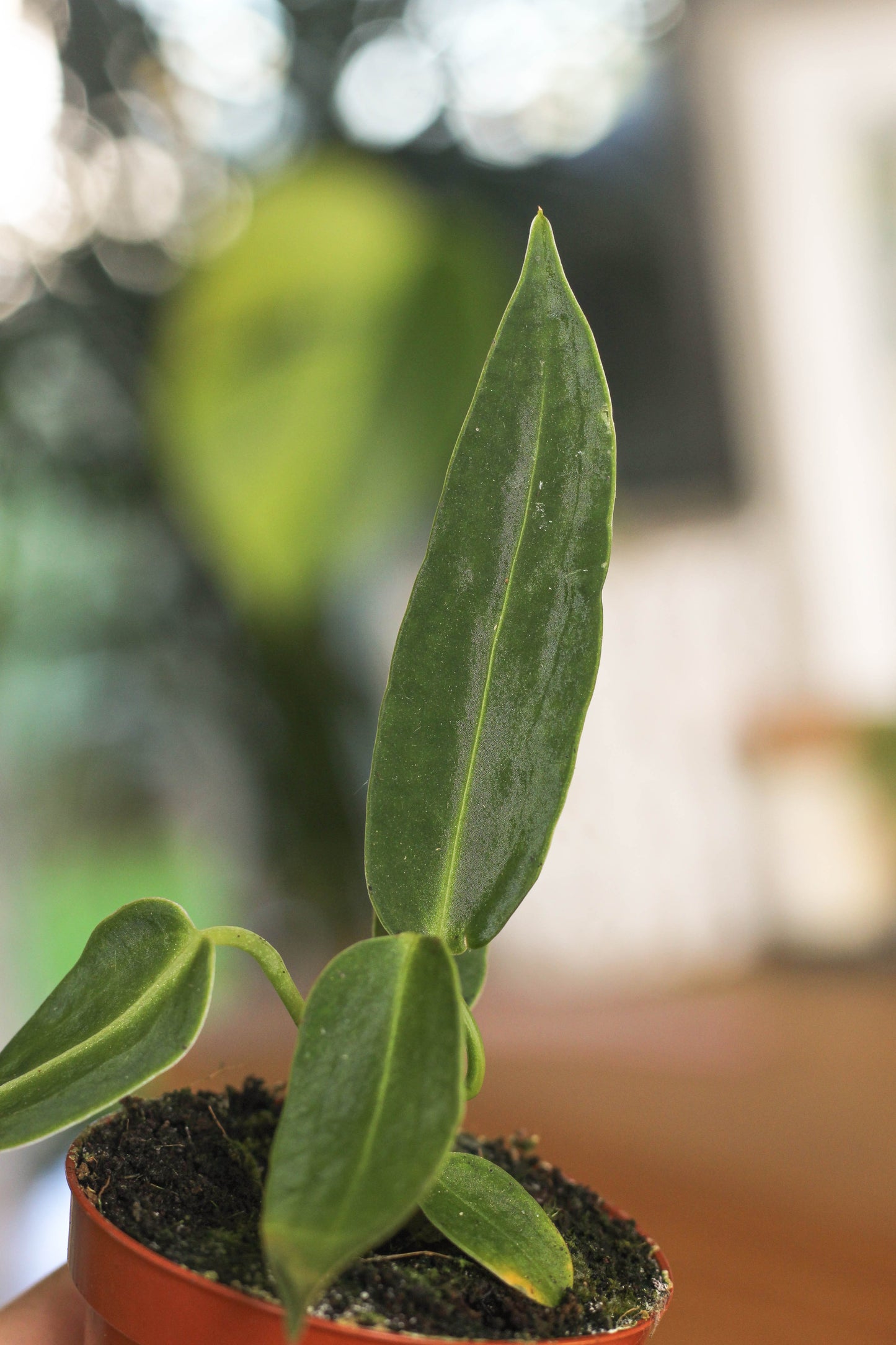 Anthurium Warocqueanum 6cm Pot
