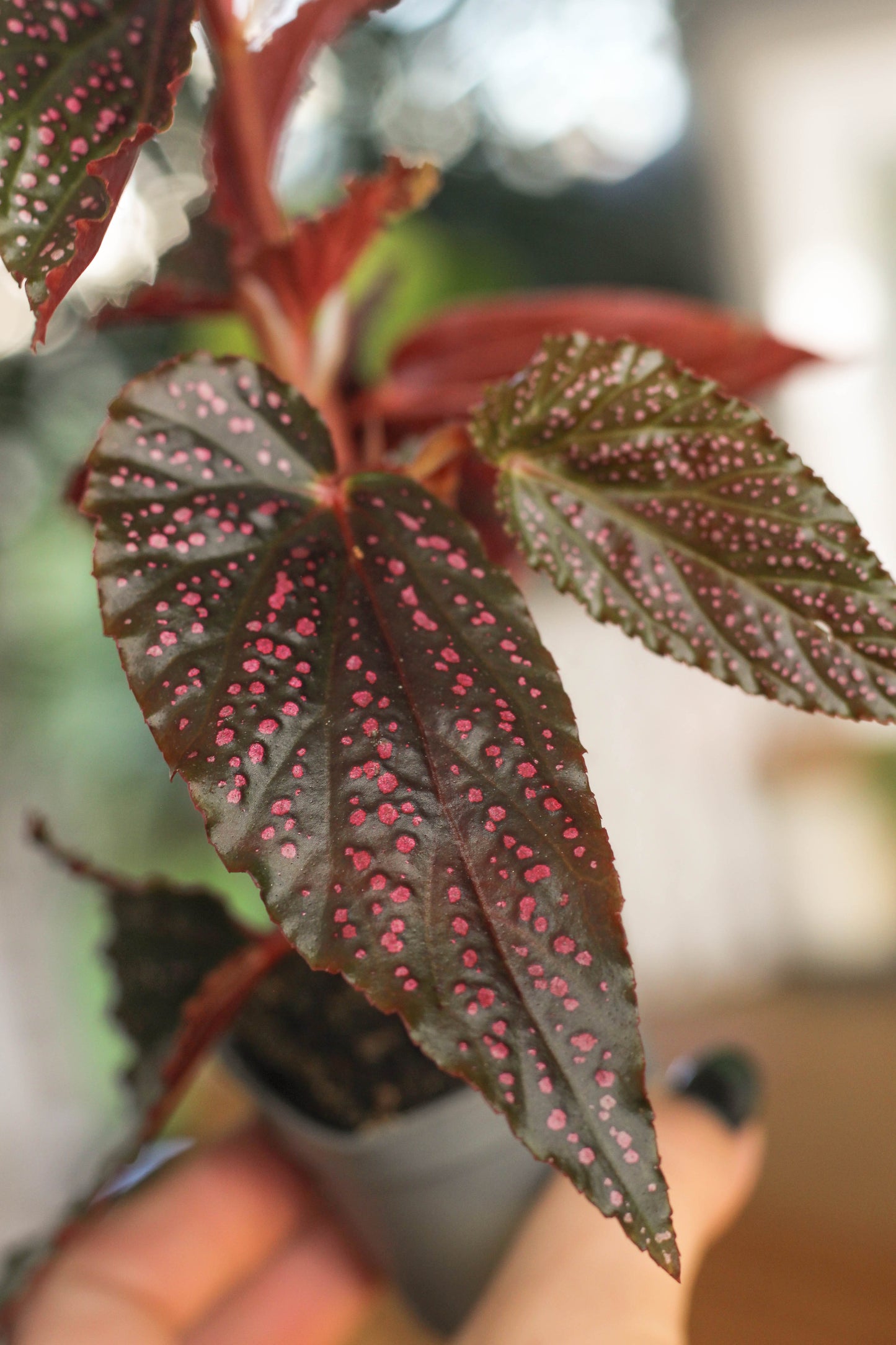 Begonia Pink Spot