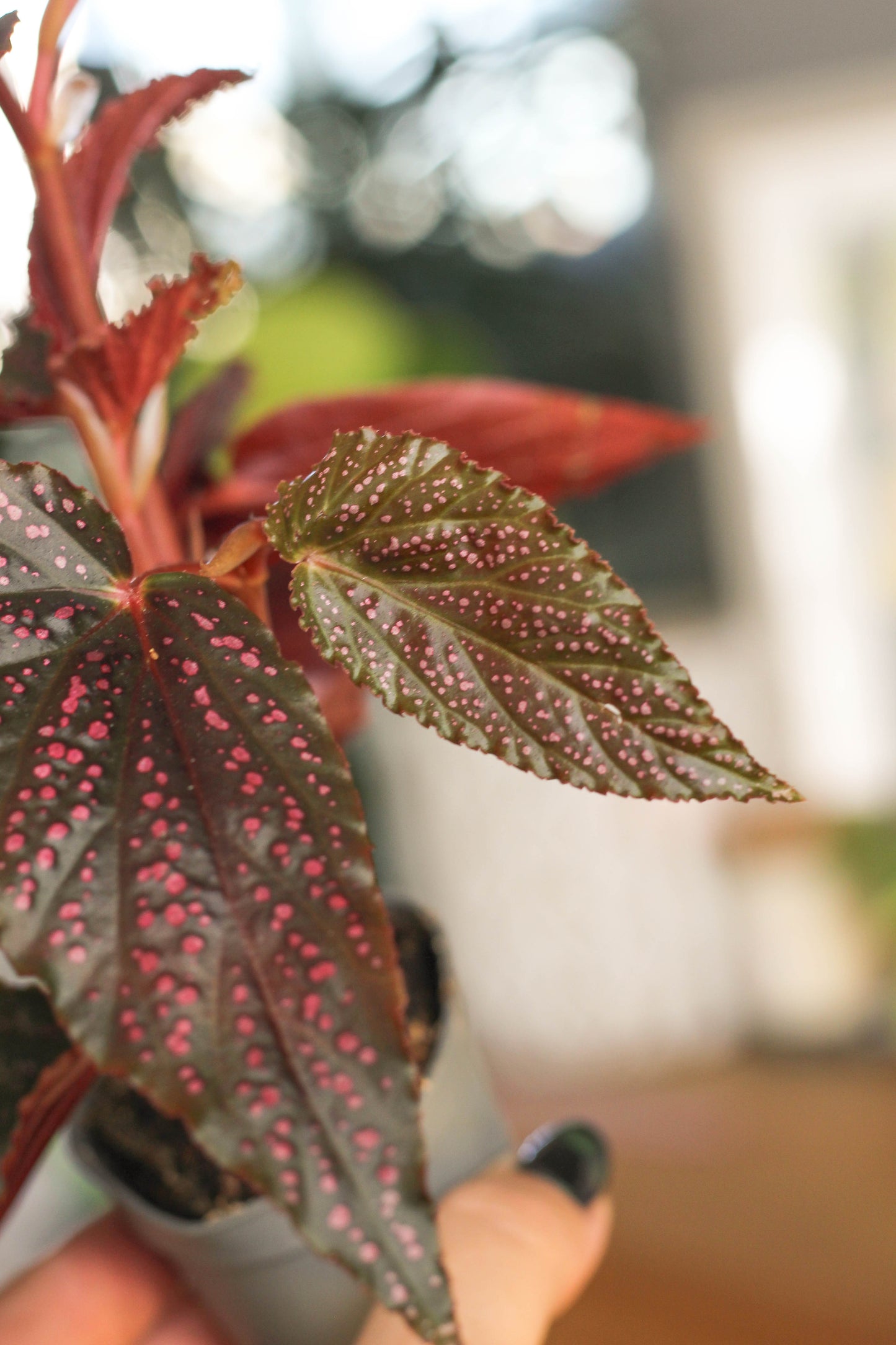 Begonia Pink Spot
