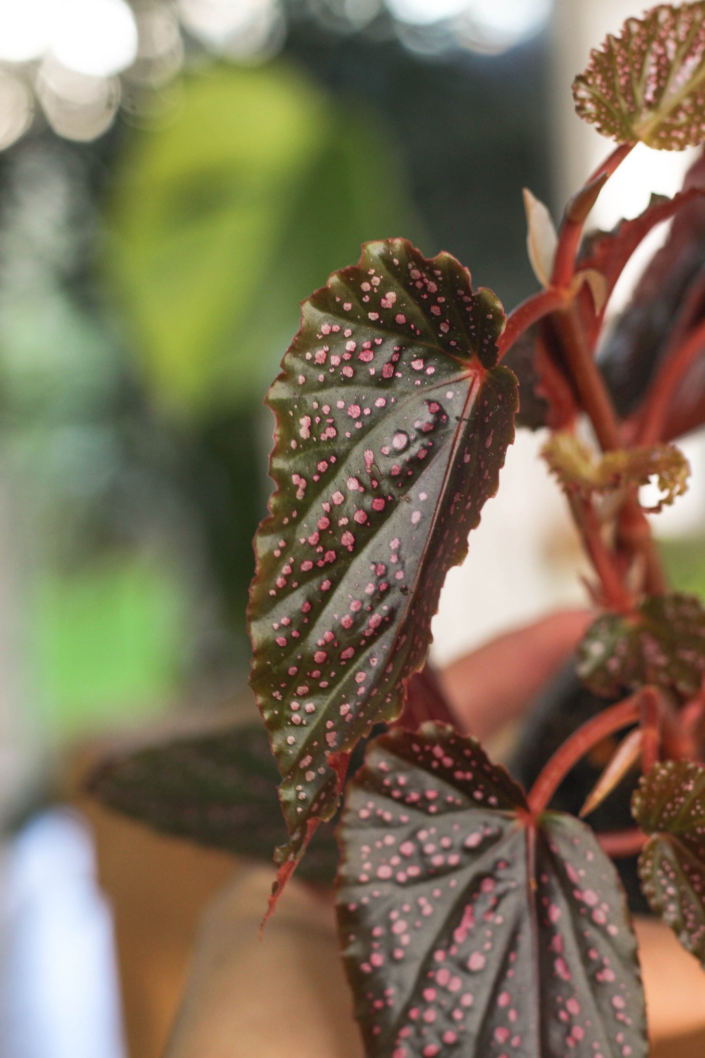 Begonia Pink Spot