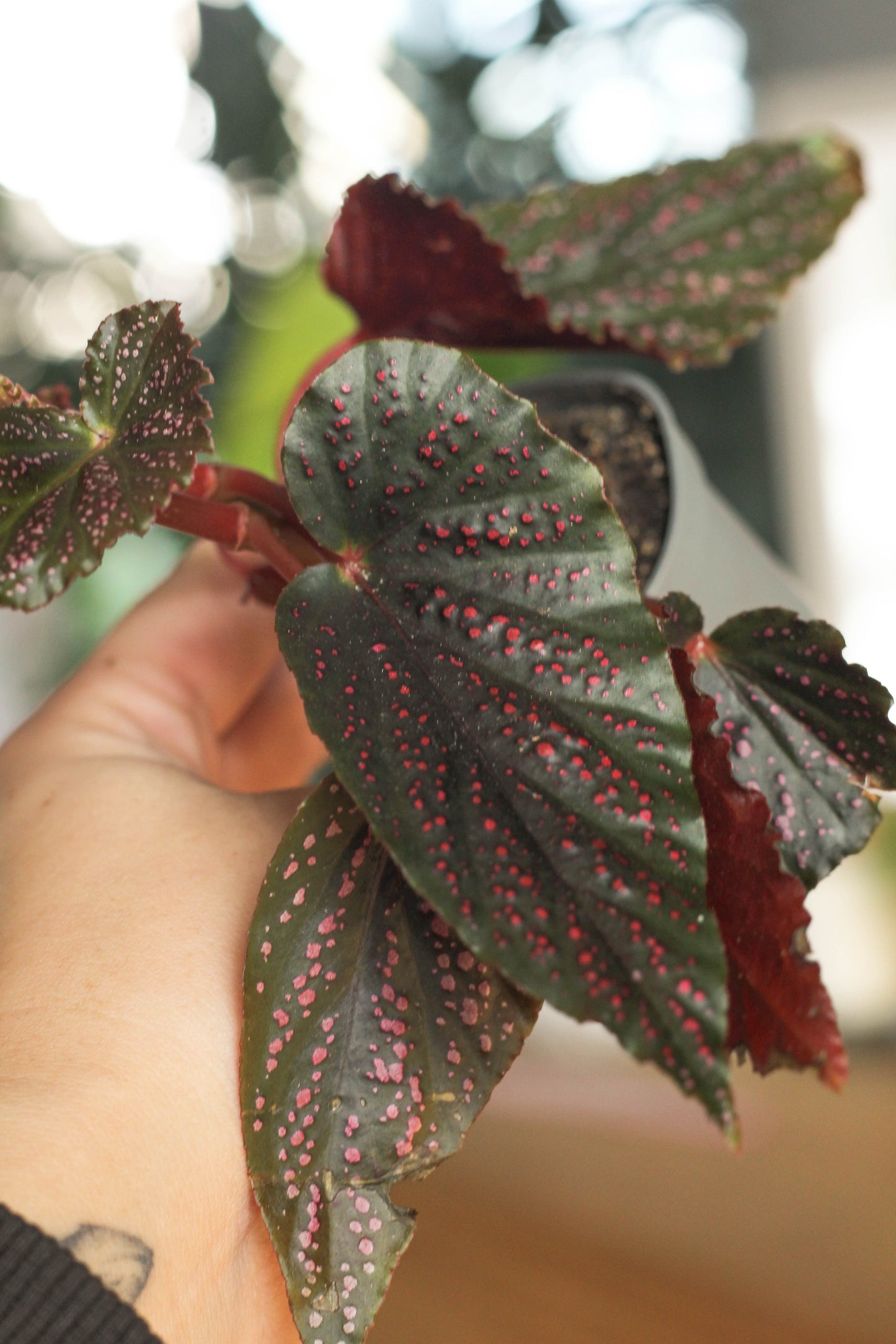Begonia Pink Spot