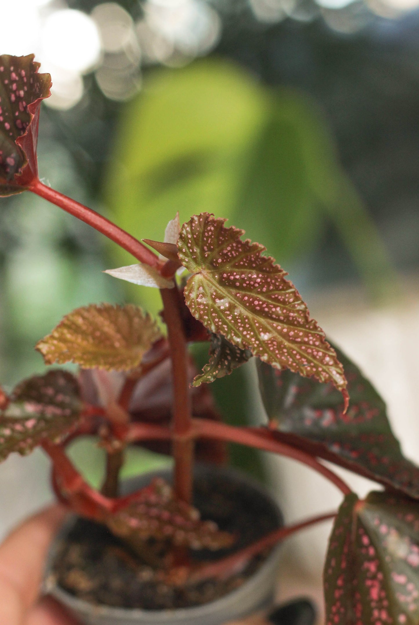 Begonia Pink Spot