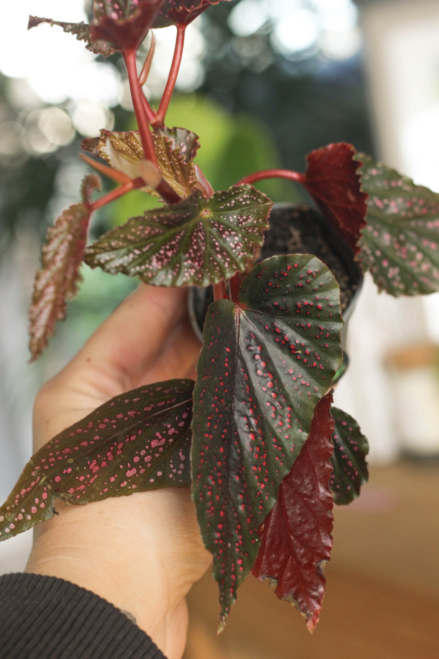 Begonia Pink Spot