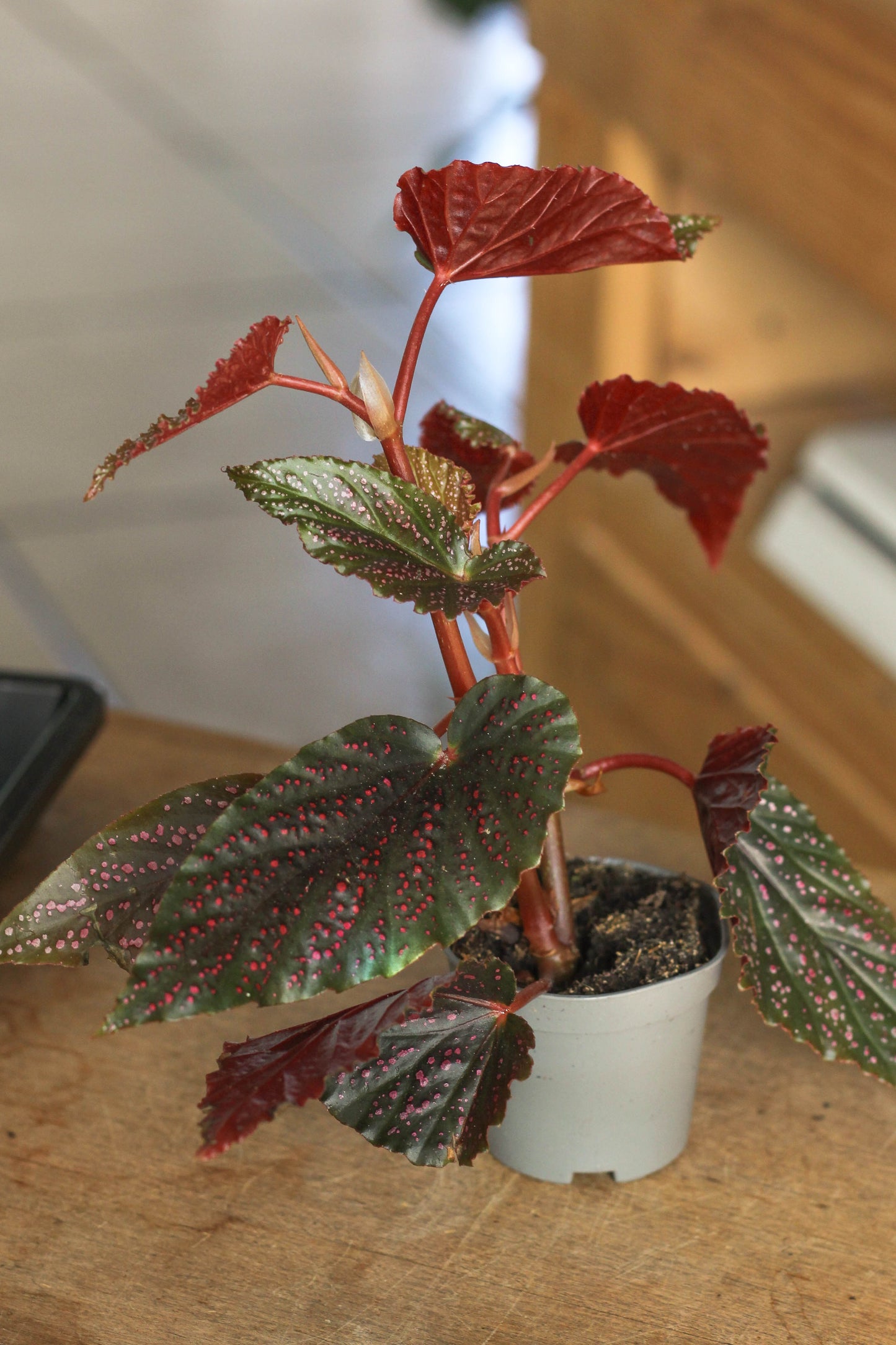 Begonia Pink Spot