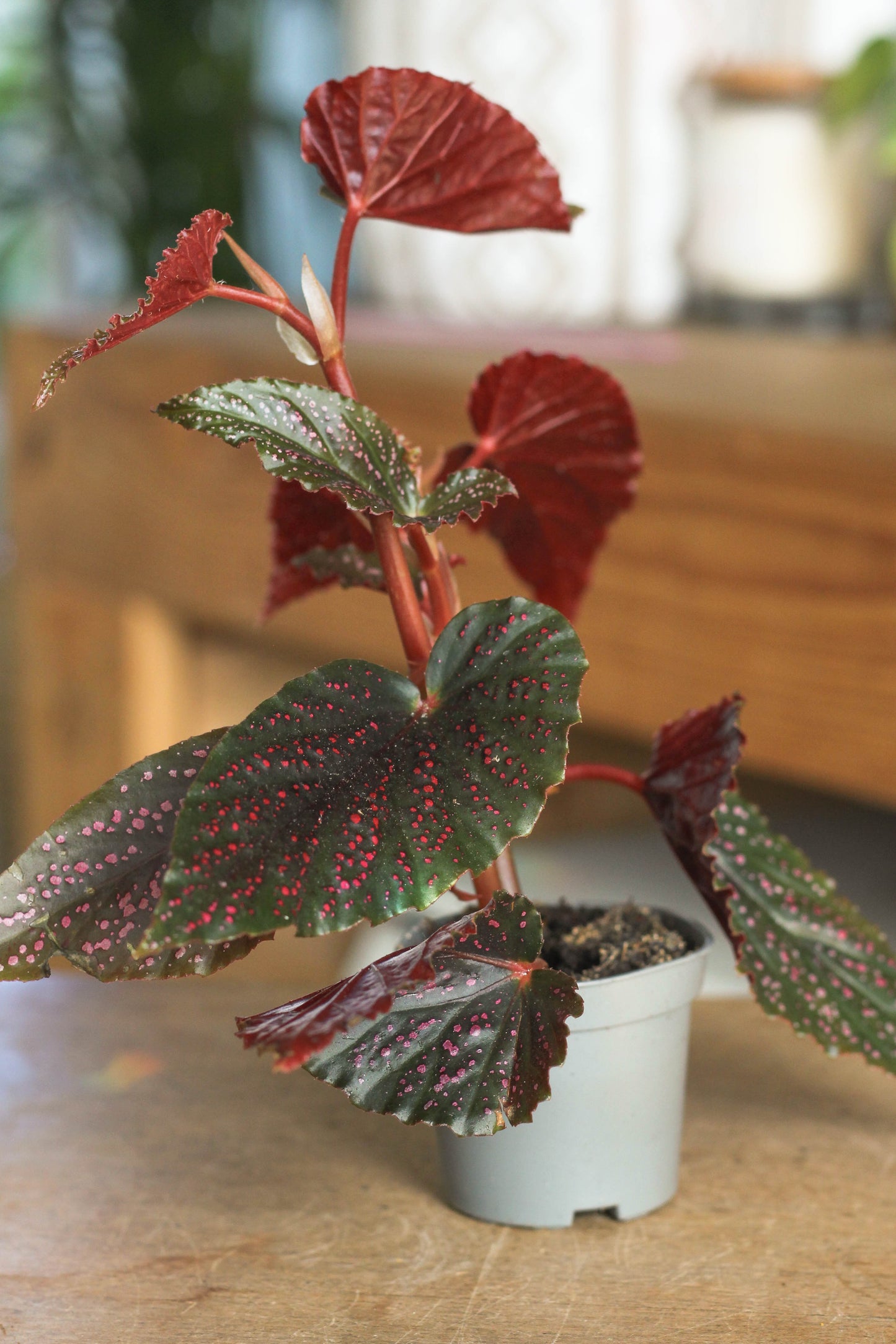 Begonia Pink Spot