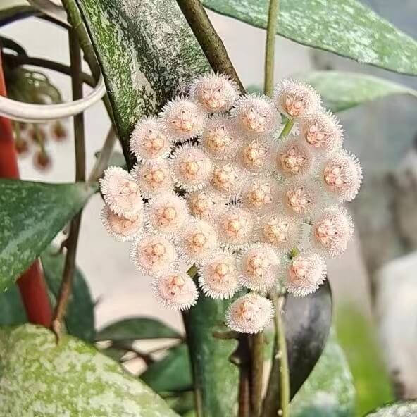 Hoya Parviflora Splash