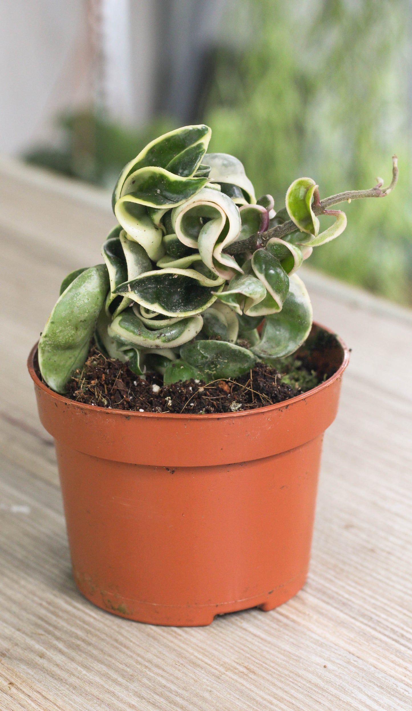 Hoya Carnosa Compacta Albo