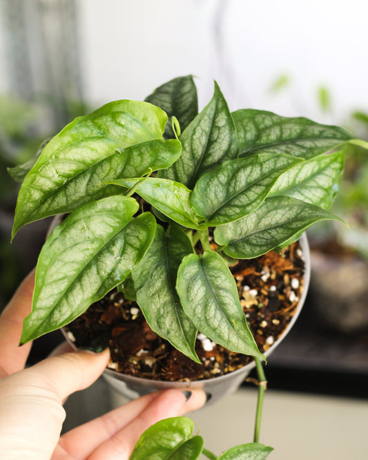 Monstera Siltepecana