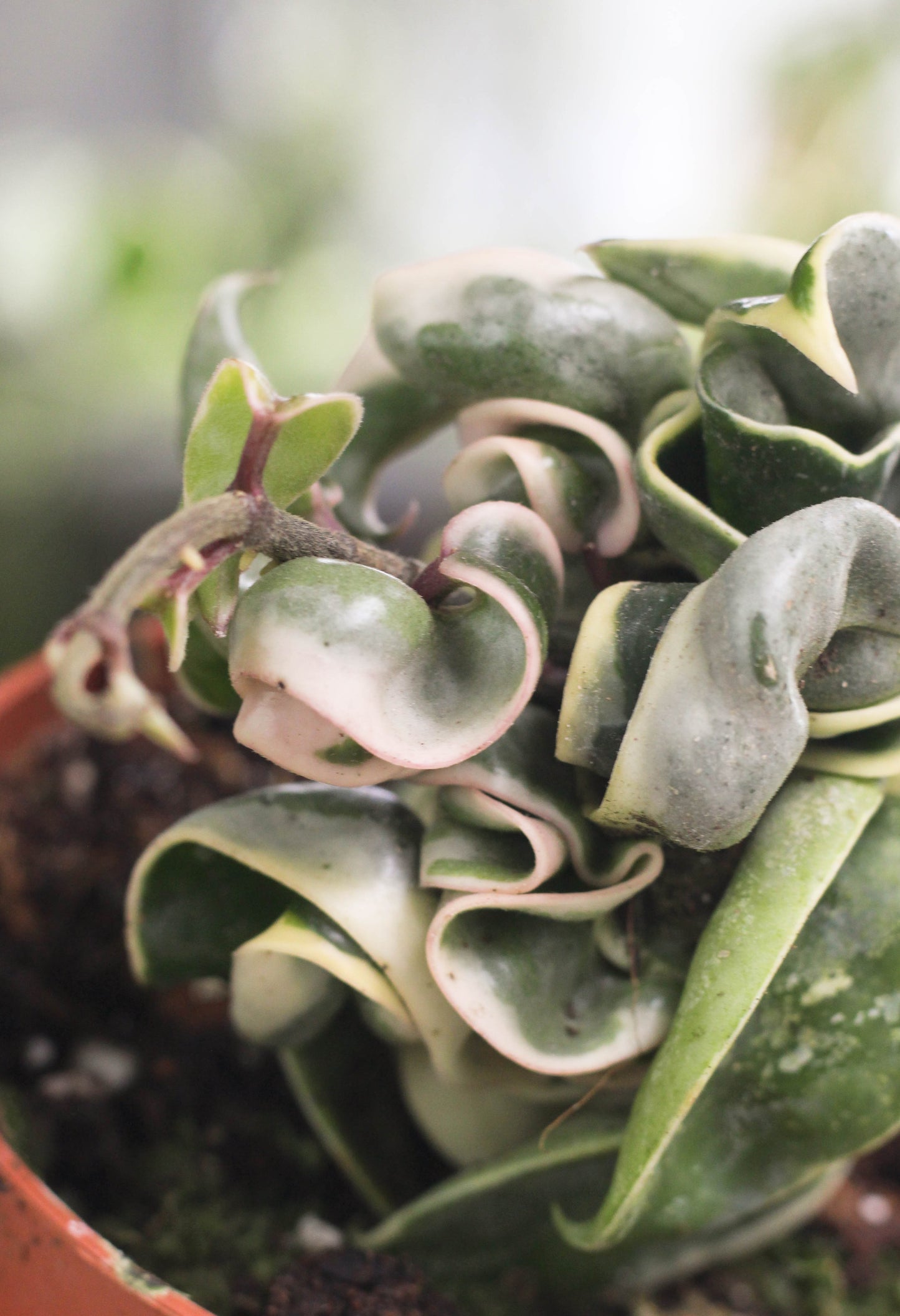 Hoya Carnosa Compacta Albo