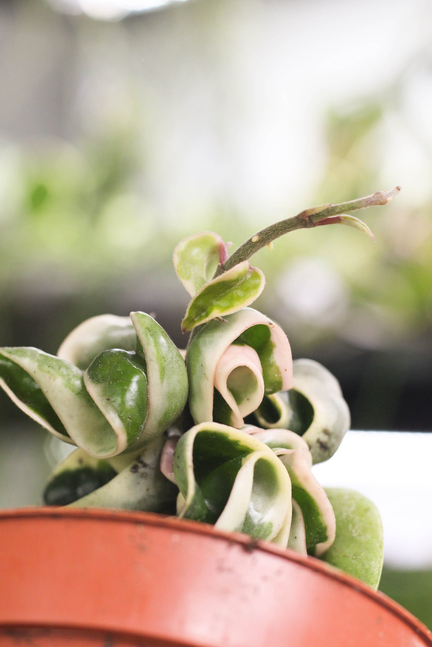 Hoya Carnosa Compacta Albo