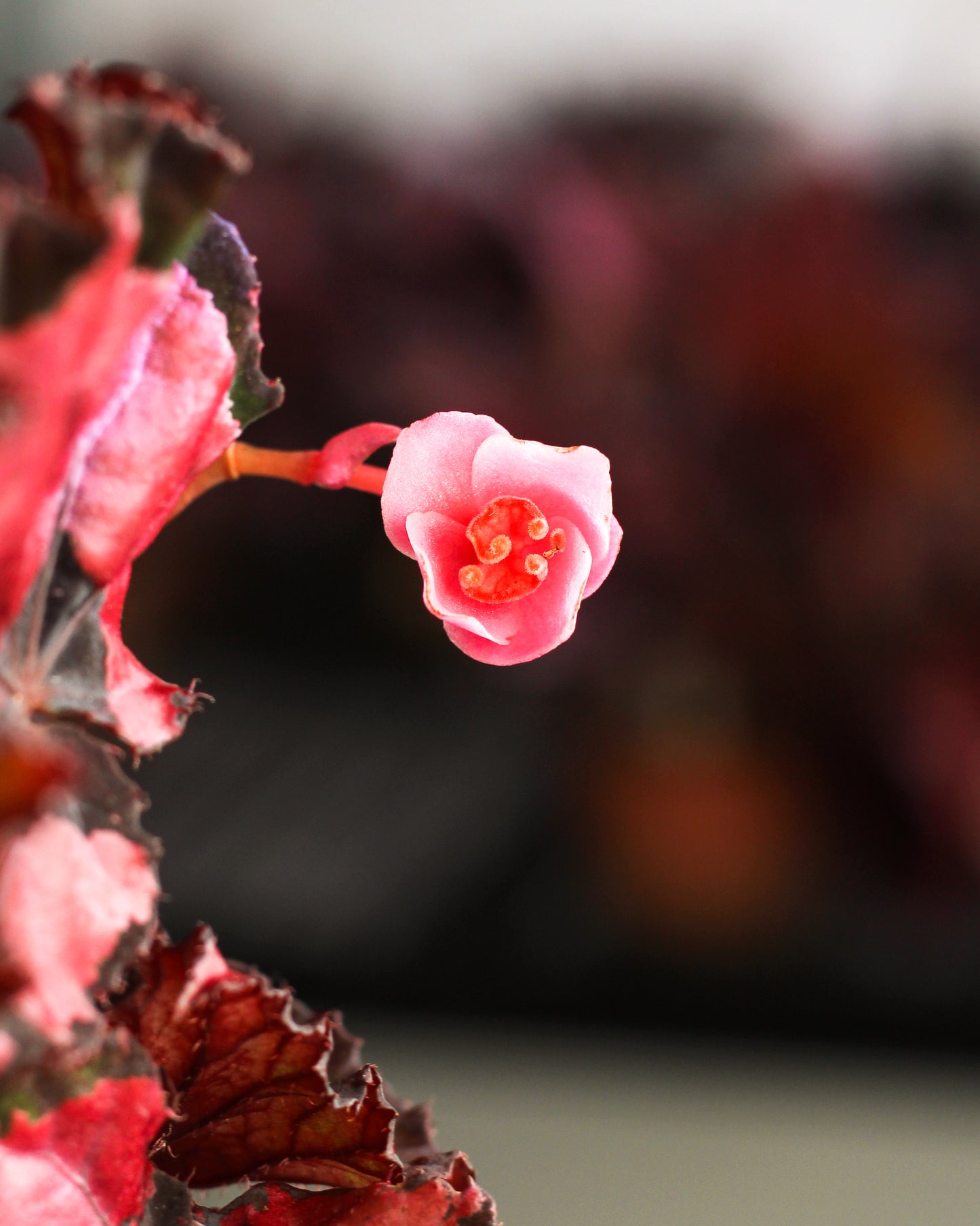 Begonia Inca Night