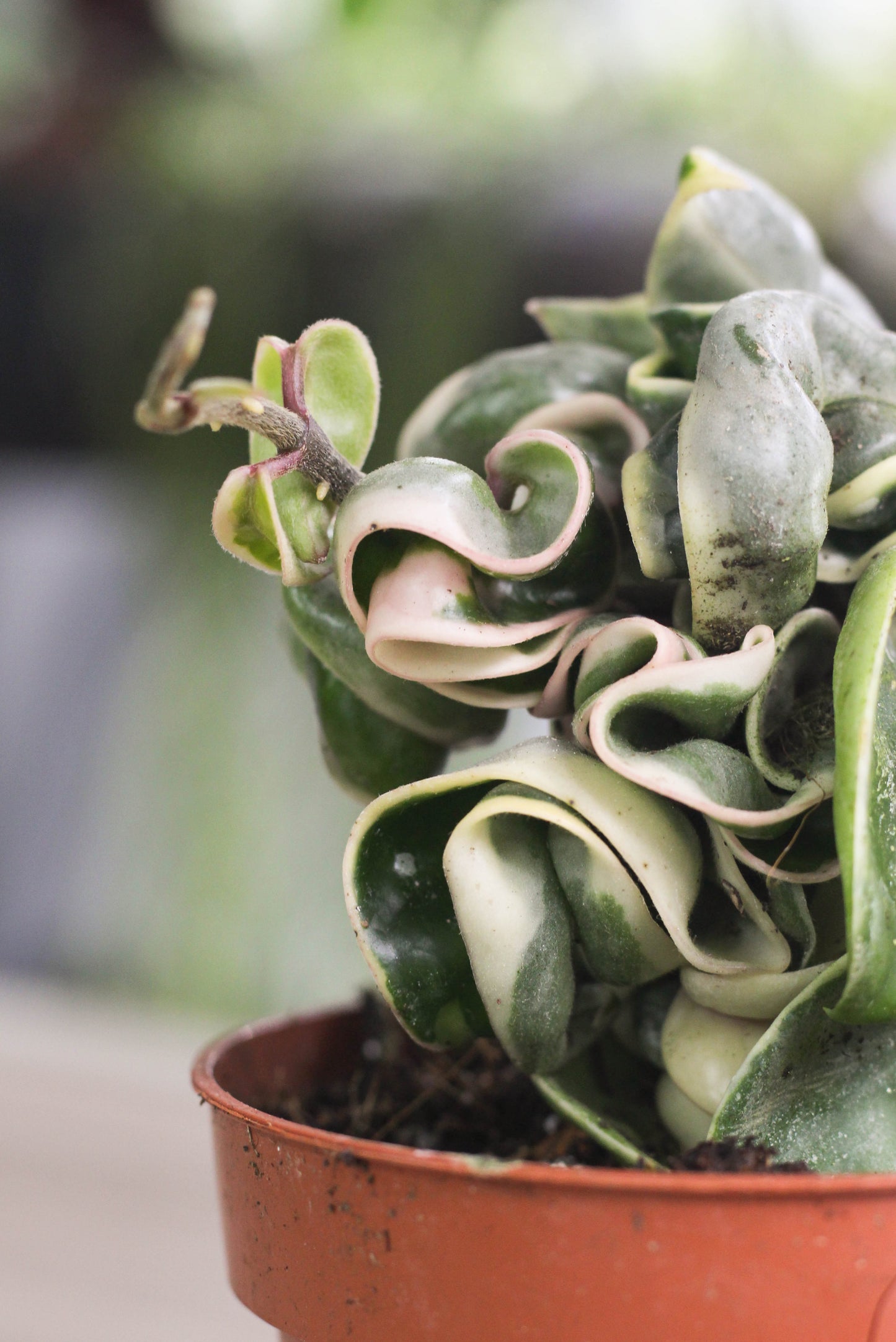Hoya Carnosa Compacta Albo