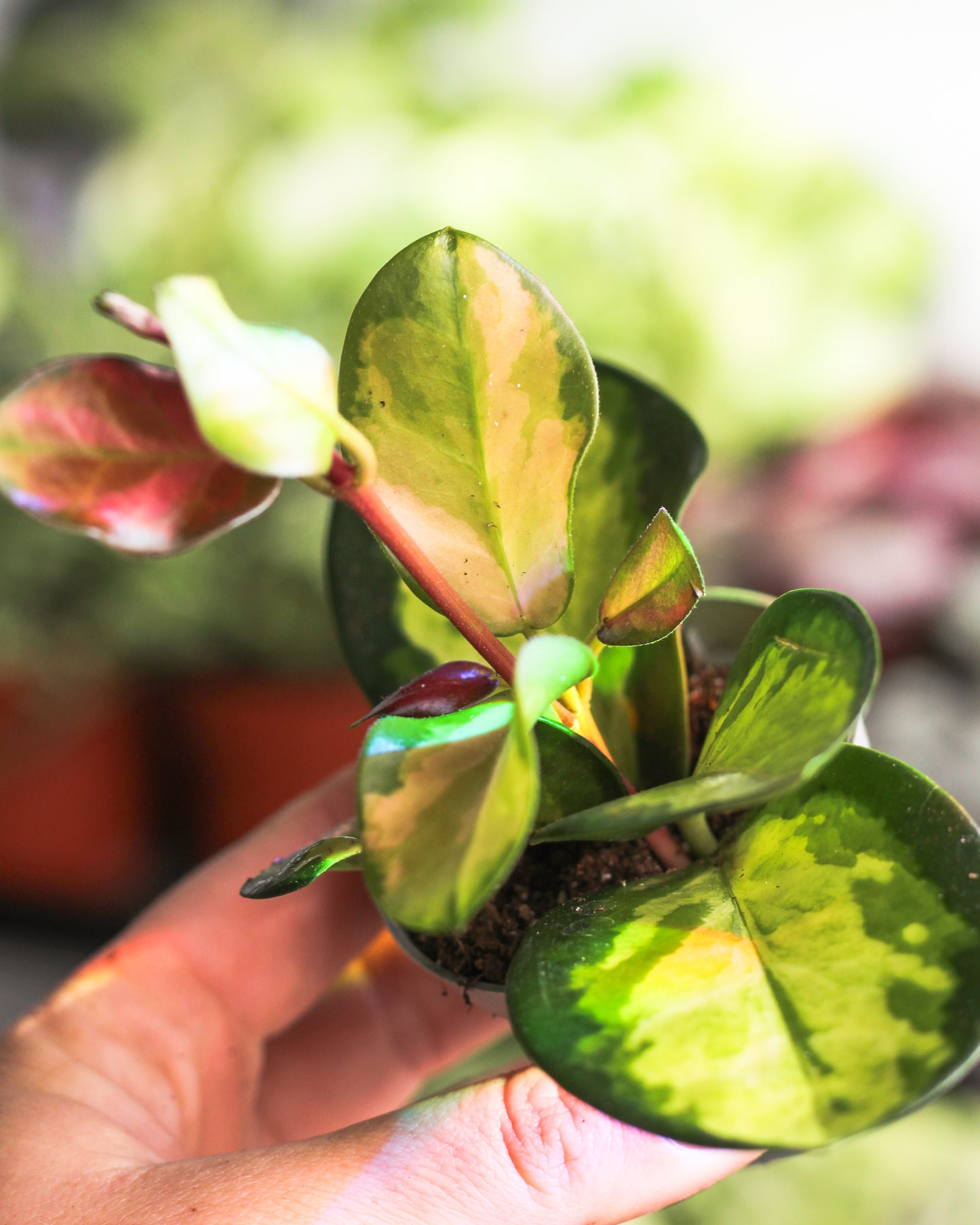 Hoya Australis Lisa ( Tricolor )