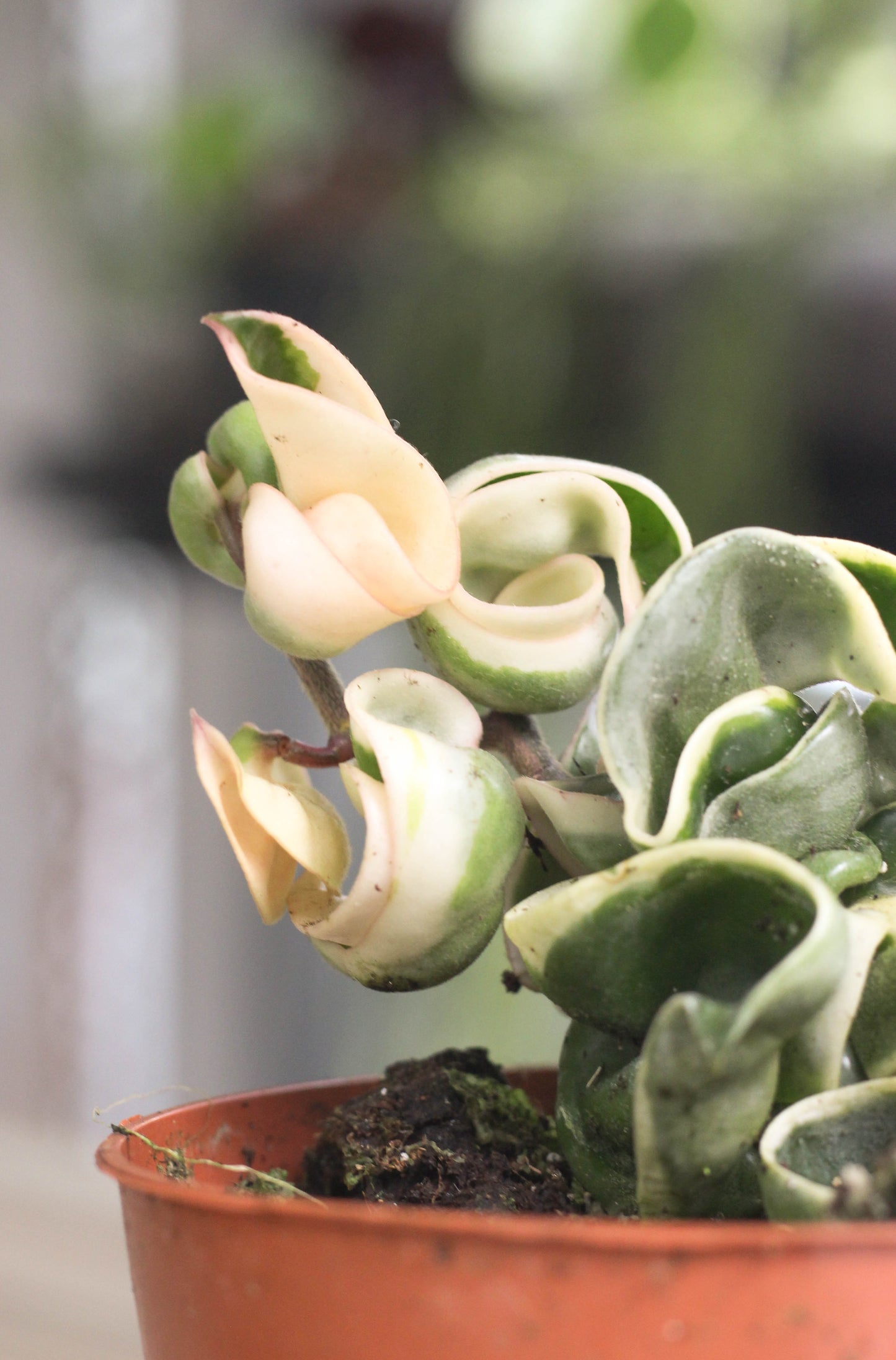 Hoya Carnosa Compacta Albo