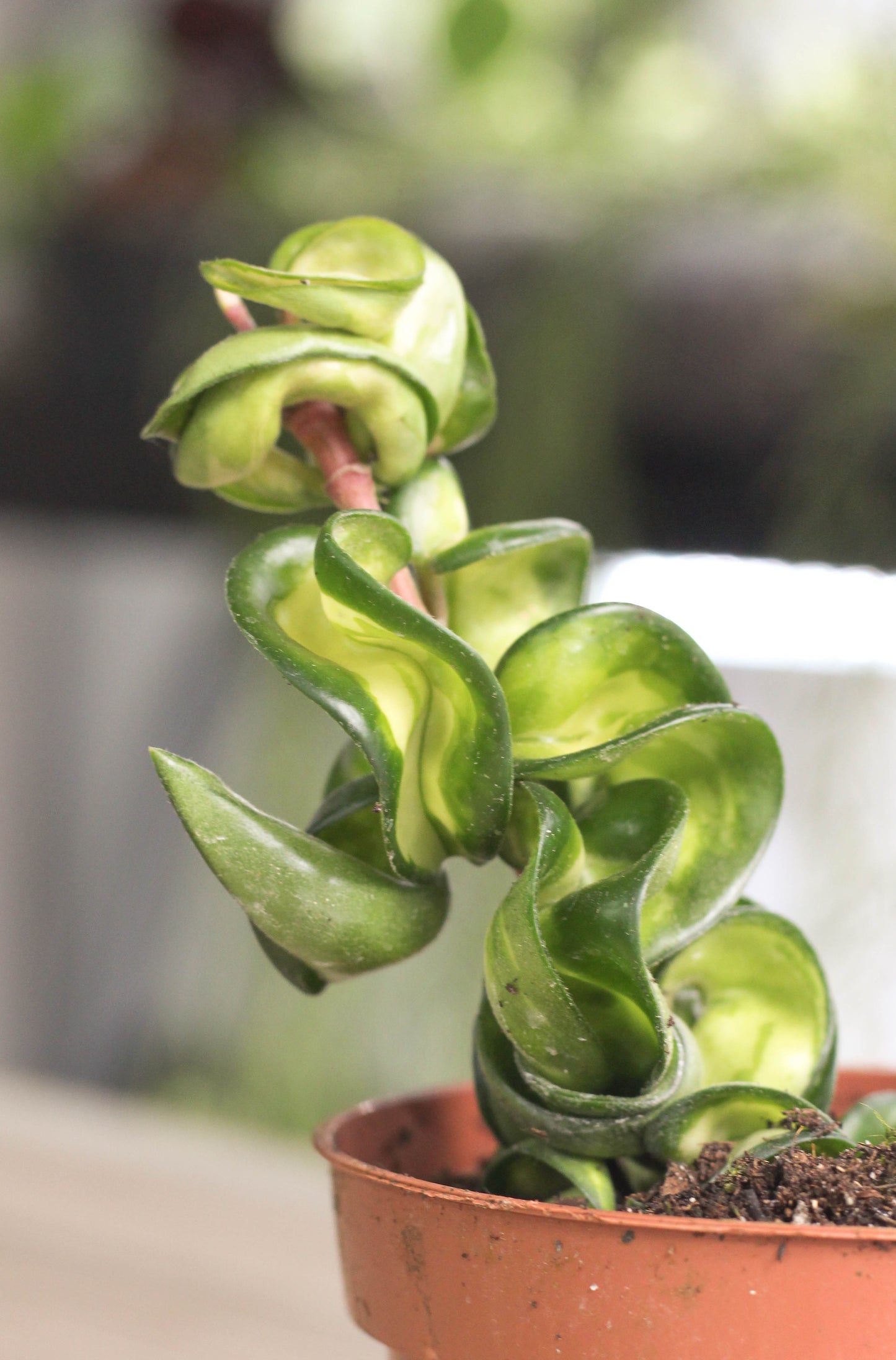 Hoya Carnosa Compacta Muano Loa